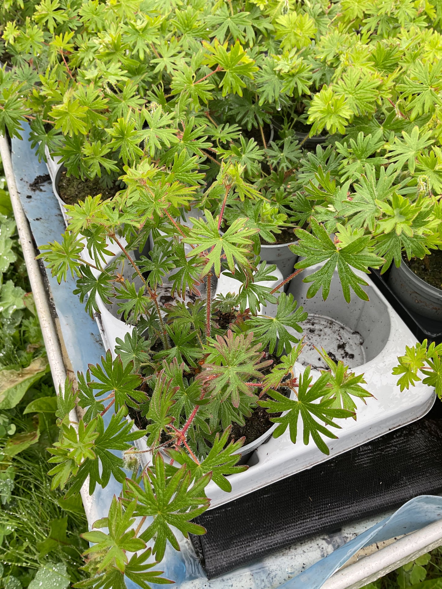 Geranium sanguineum ‘Khan’ P12