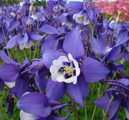 Aquilegia caerulea ‘Spring Magic Blue White’