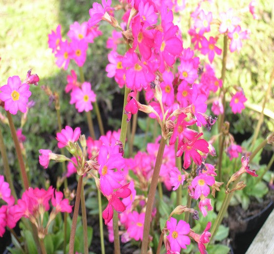 Primula rosea ‘Gigas’
