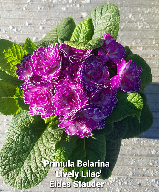 Primula Belarina ‘Lively Lilac’