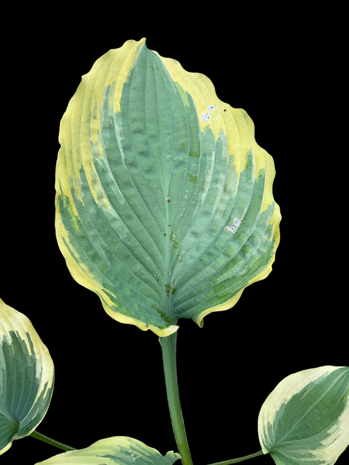 Hosta ‘The King’
