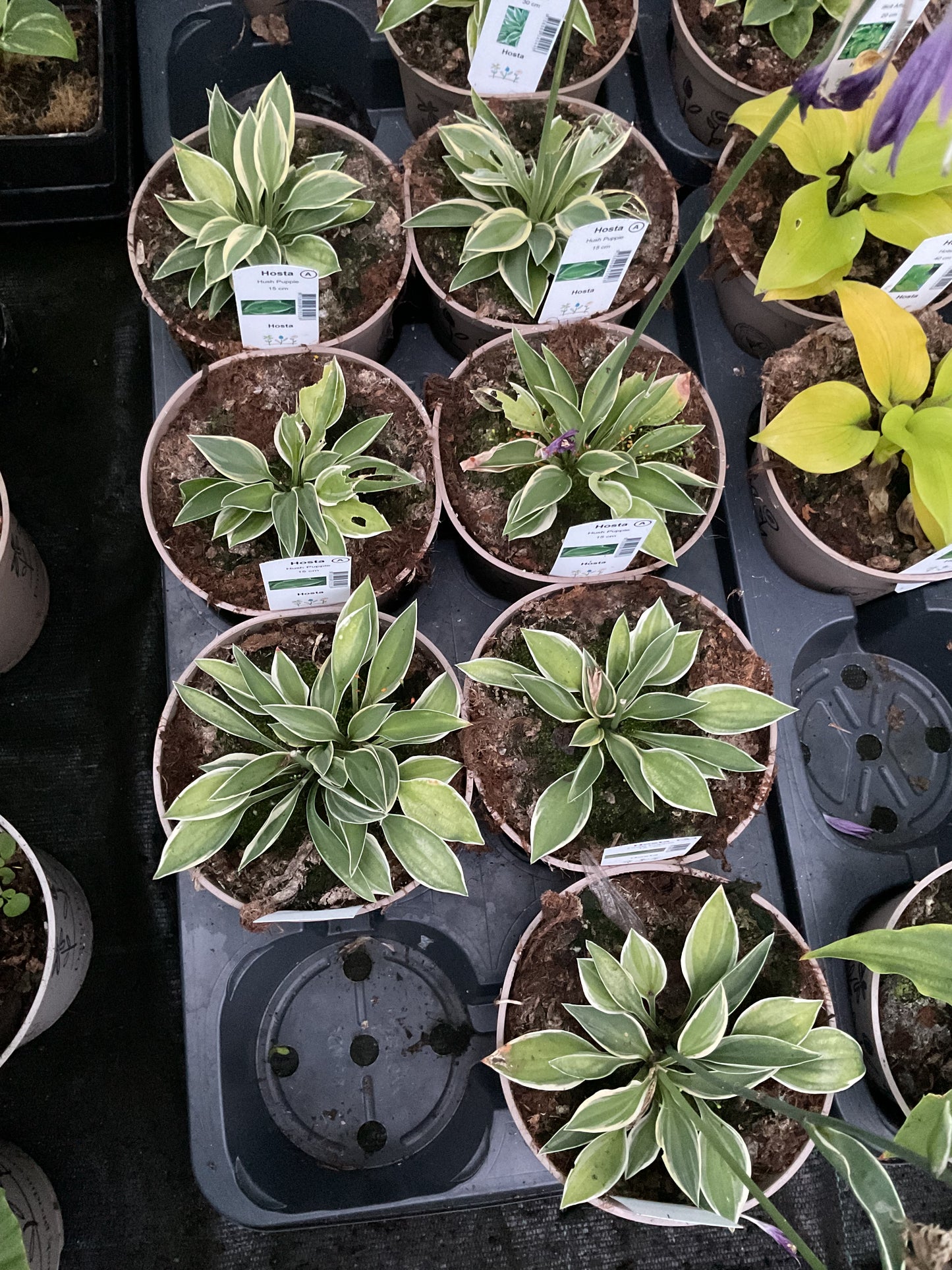 Hosta ‘Hush Puppie’ P15