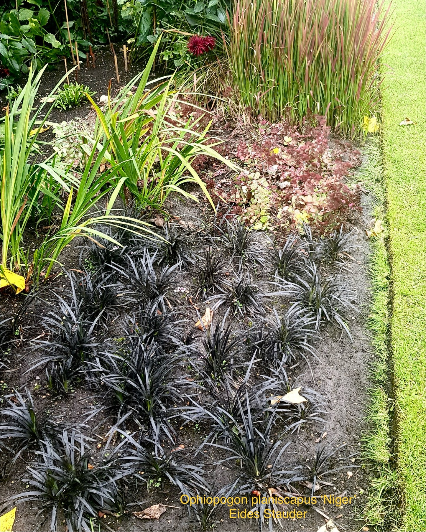 Ophiopogon planiscapus ‘Niger’ P11x11