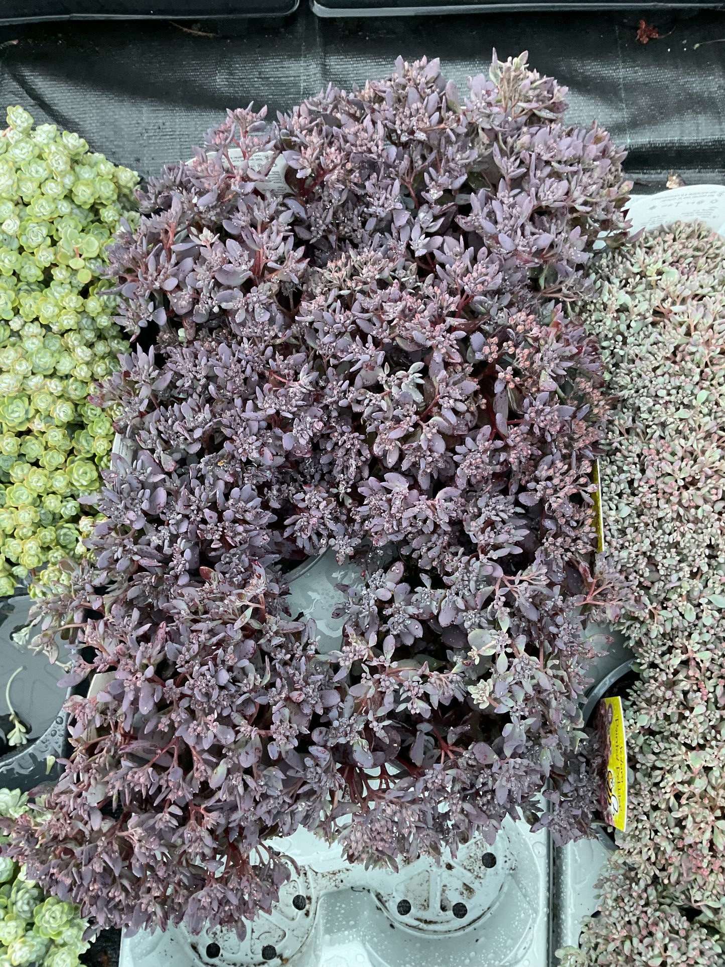 Sedum ‘Dark Canyon’ P12