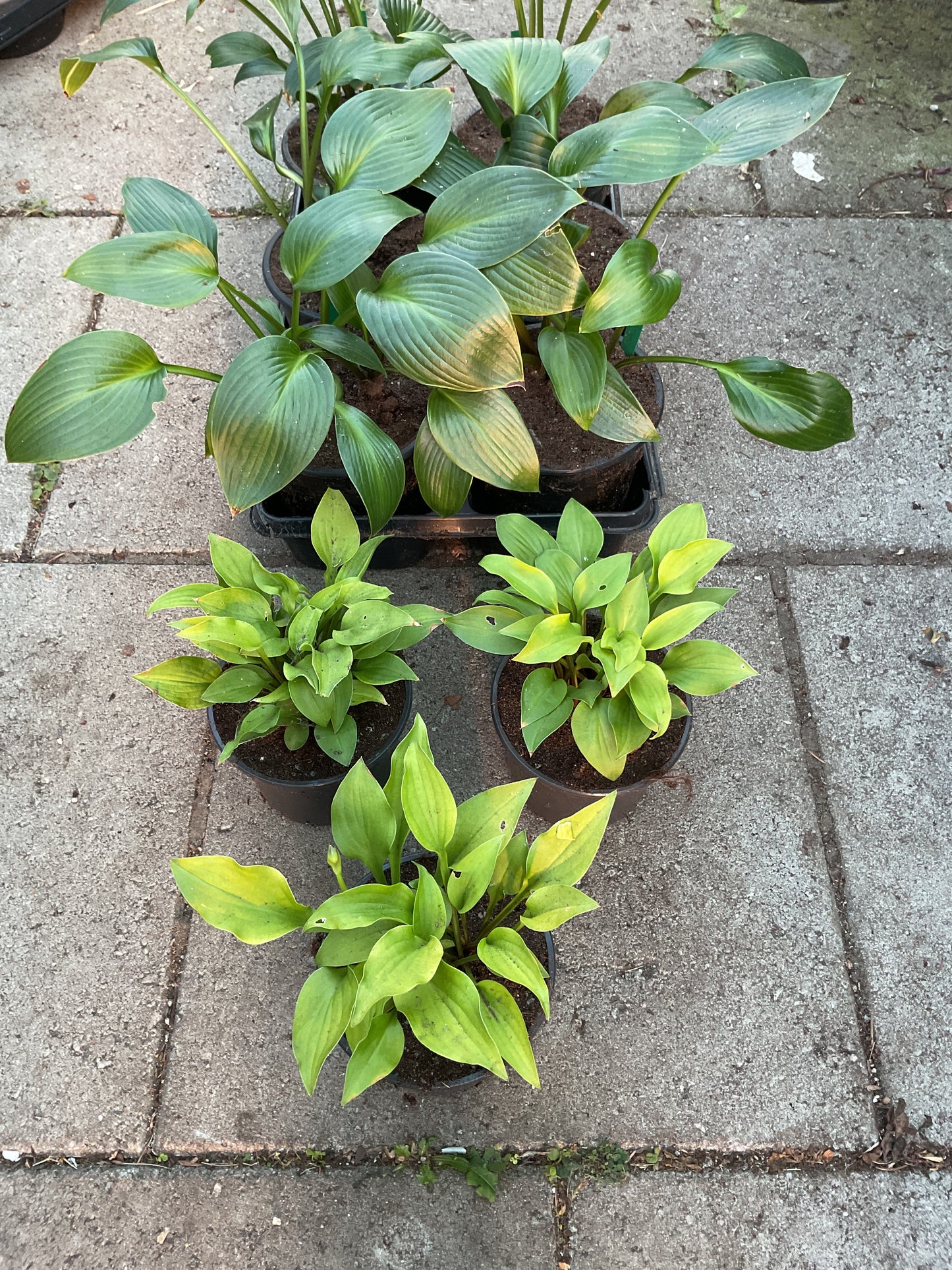 Hosta ‘Devon Gold’