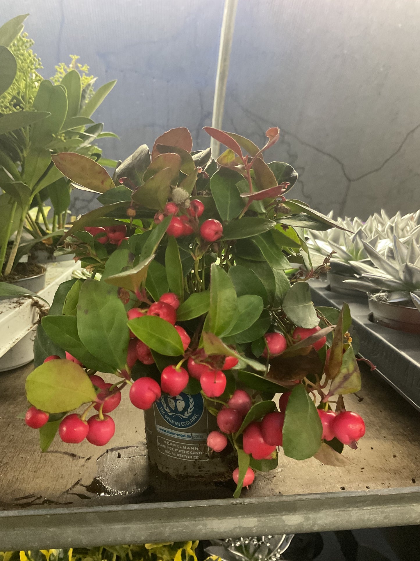 Gaulteria procumbens, Kolleksjon 10 stk