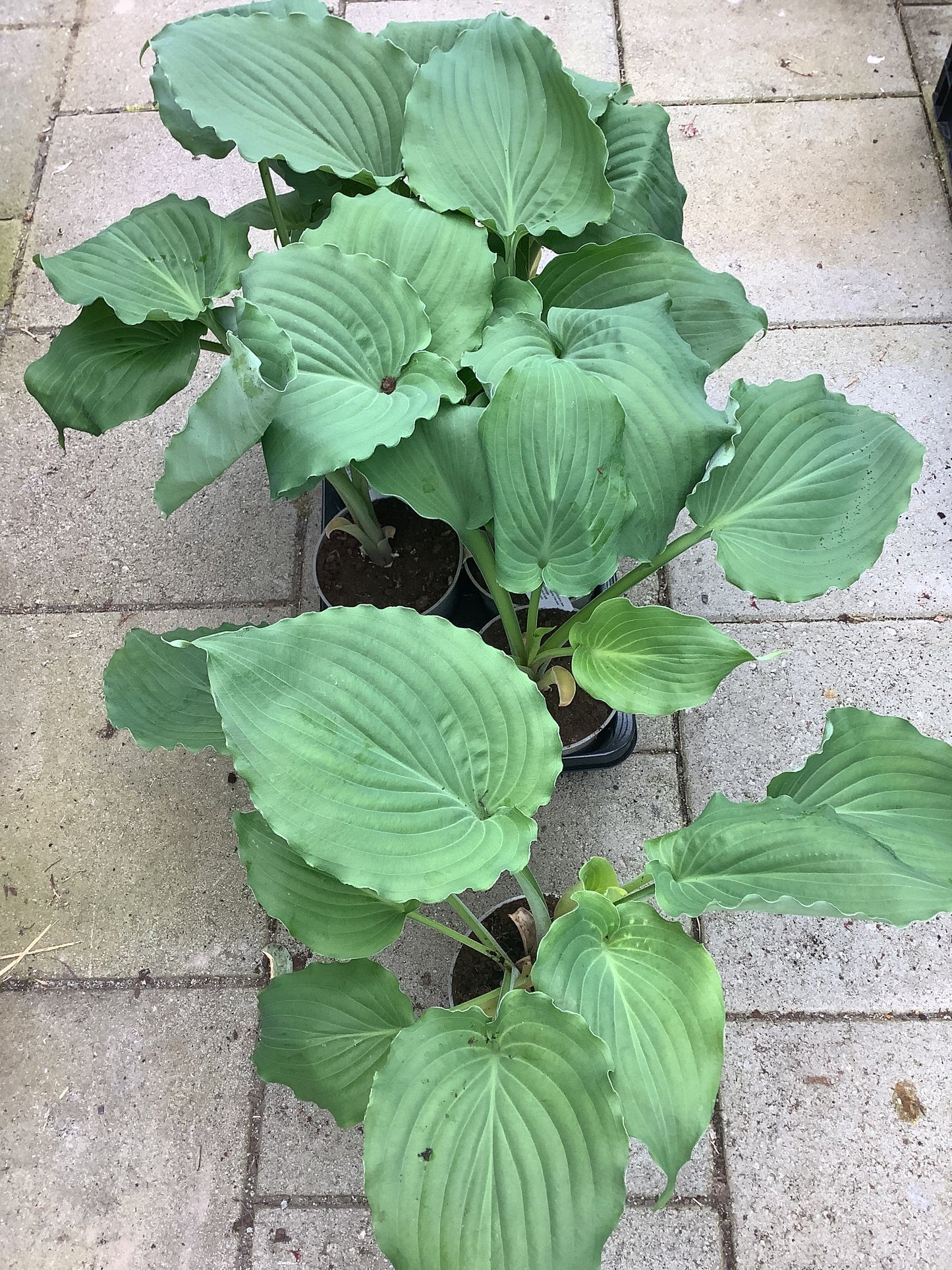 Hosta ‘The Fonz’ P15