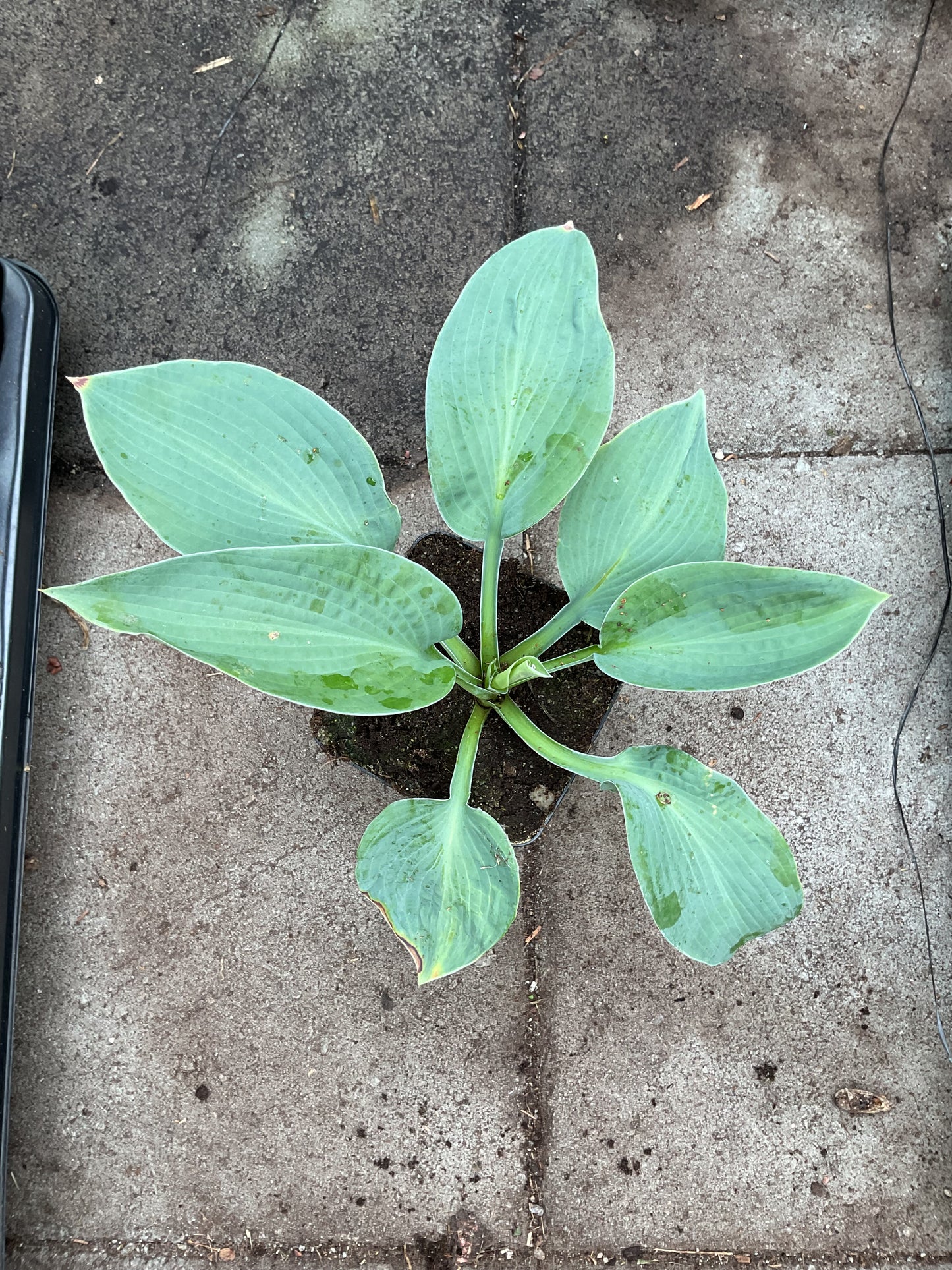 Hosta ‘Big Mama’ P15
