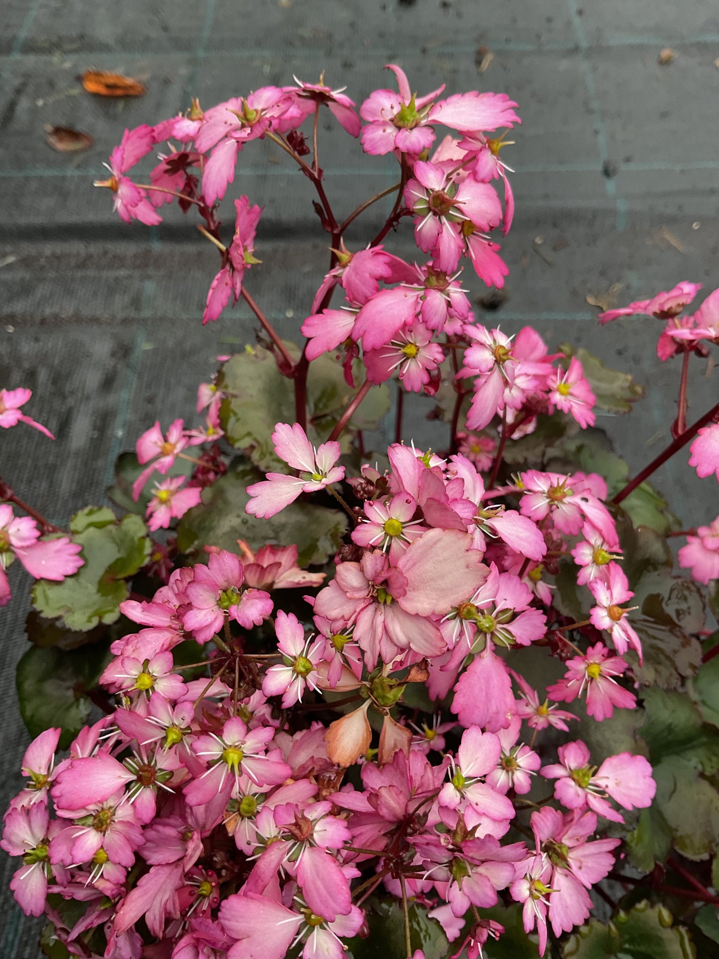 Saxifraga cortusifolia ‘Dancing Pixies Tony’ P13