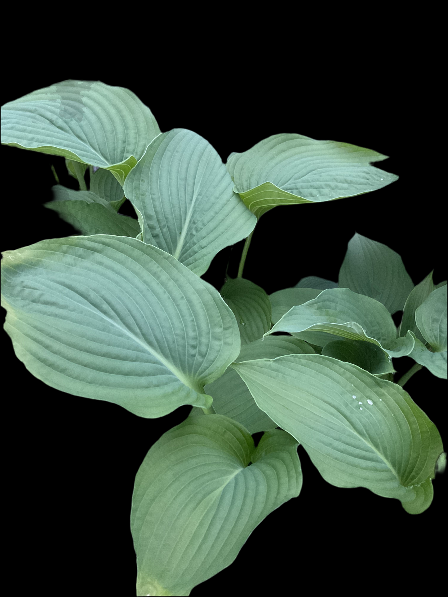 Hosta ‘Lakeside Maverick’