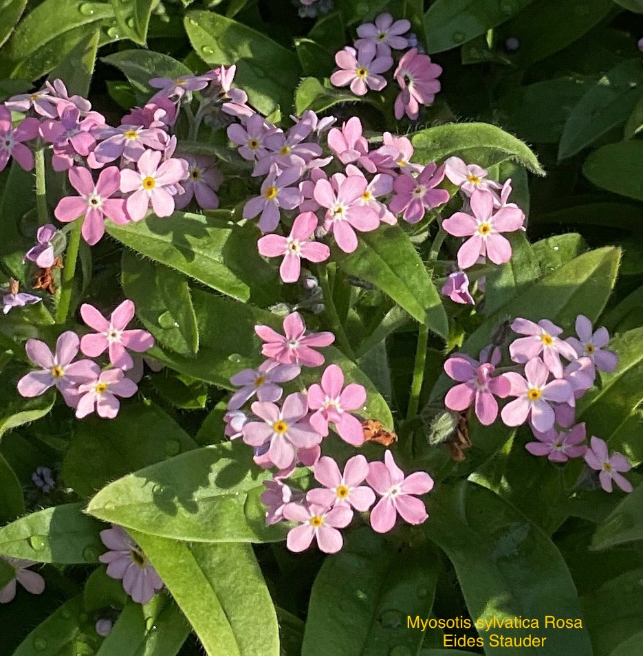 Myosotis sylvatica Rosa P11