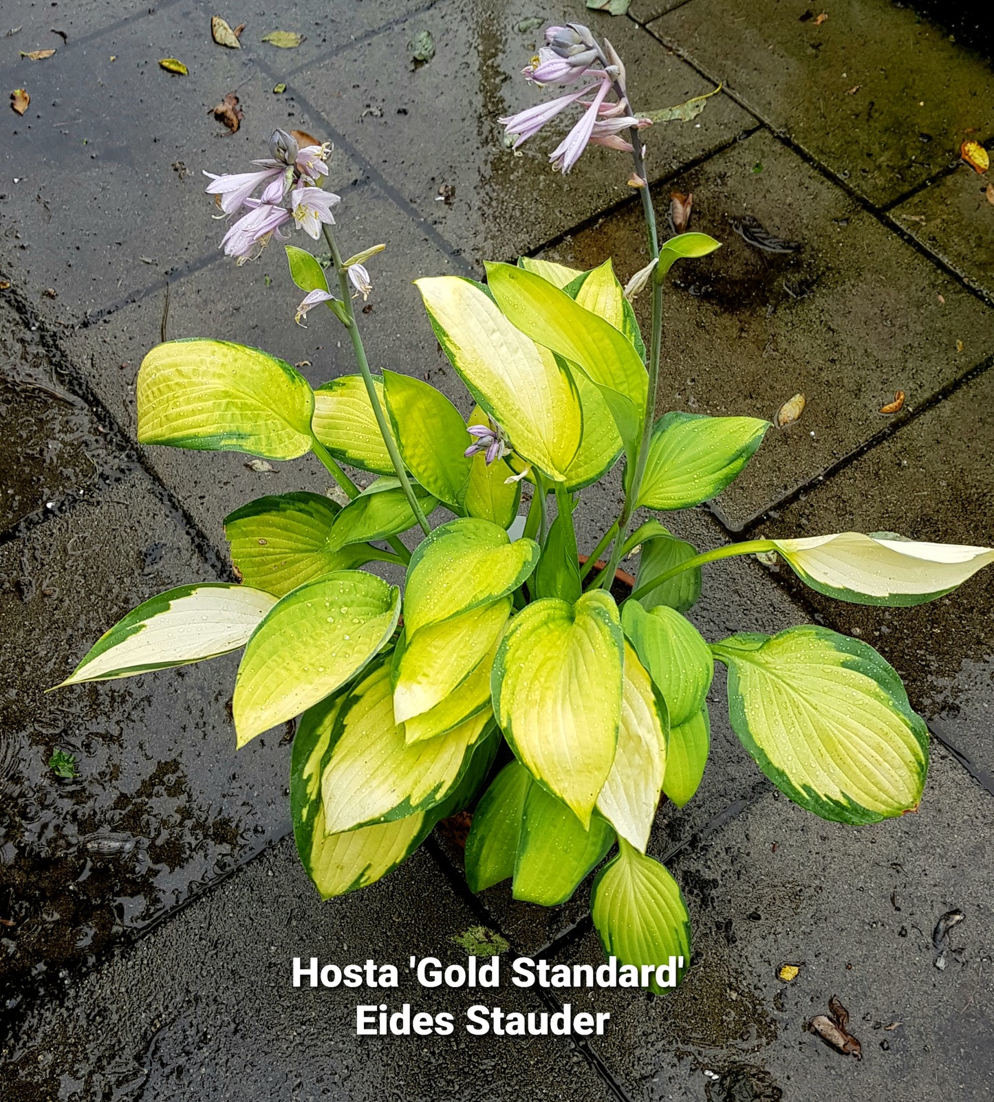 Hosta ‘Gold Standard’