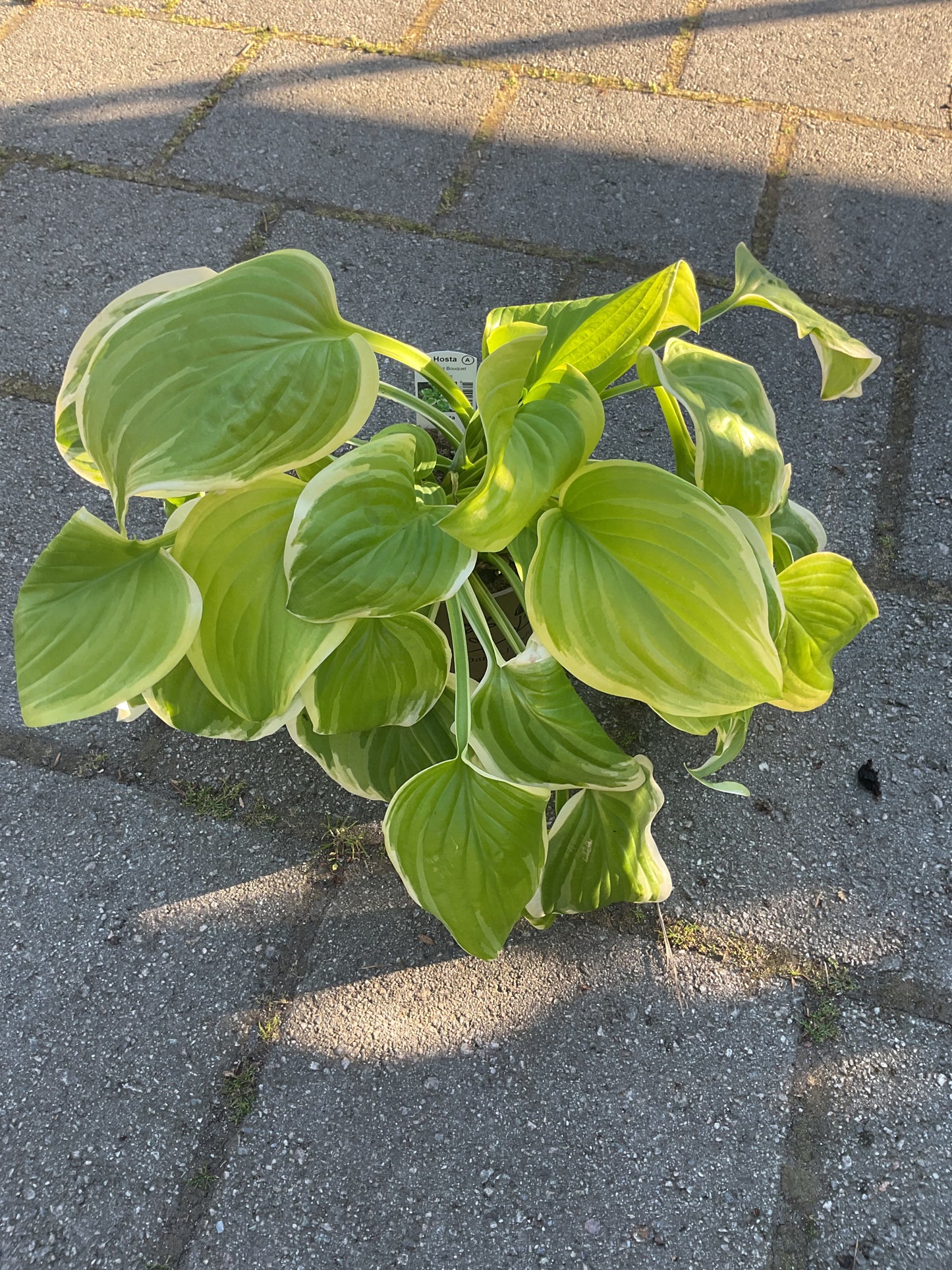Hosta ‘Fragrant Bouquet’