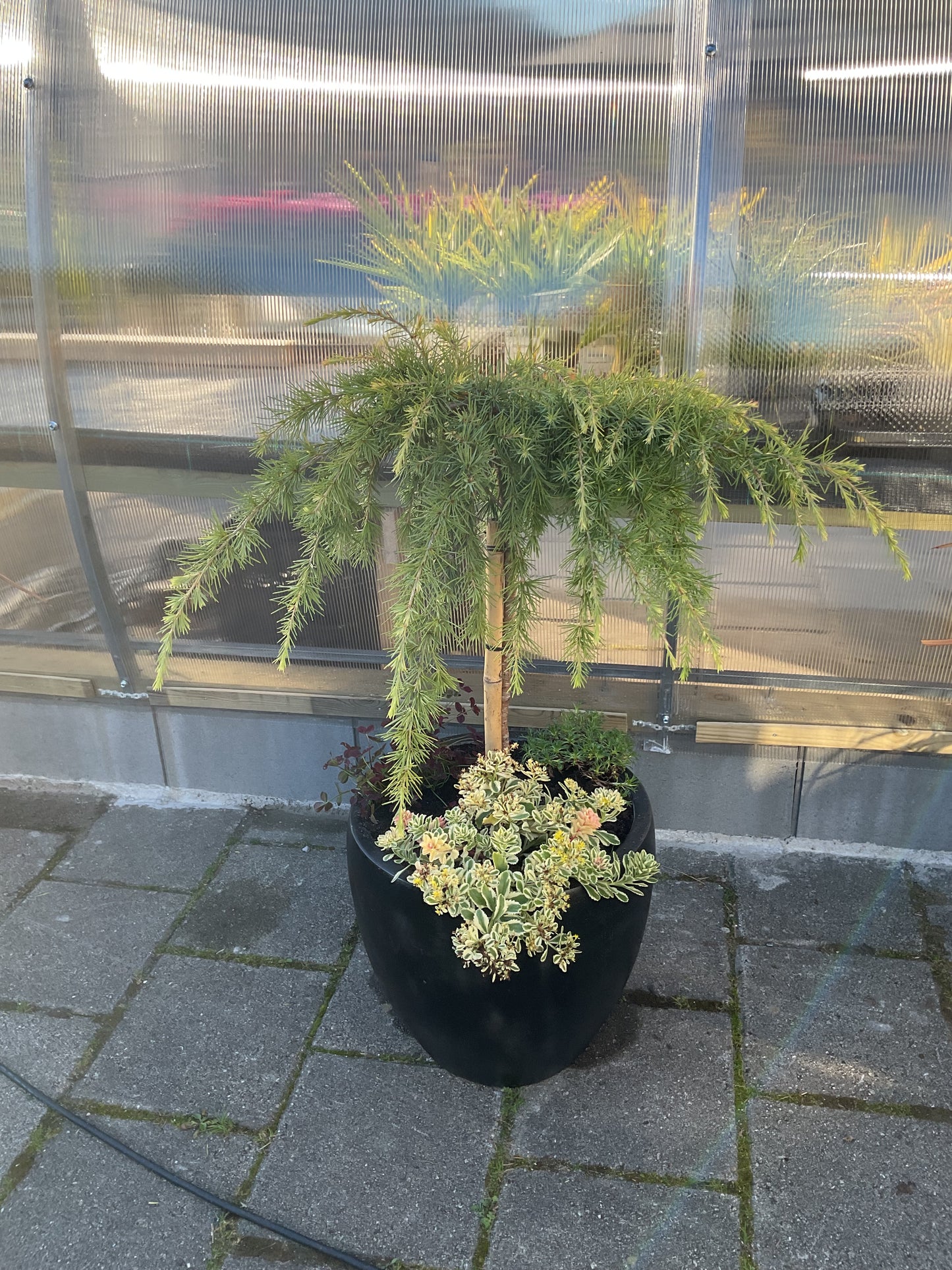 Sedum hybrid ‘Atlantis’ P13