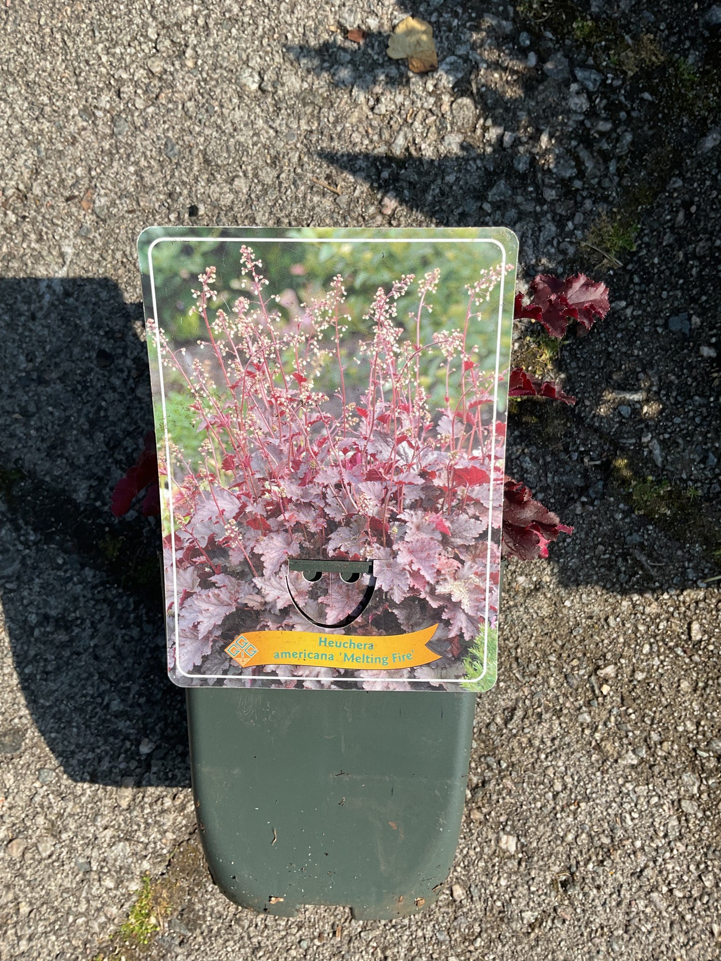 Heuchera americana ‘Melting Fire’ P11x11