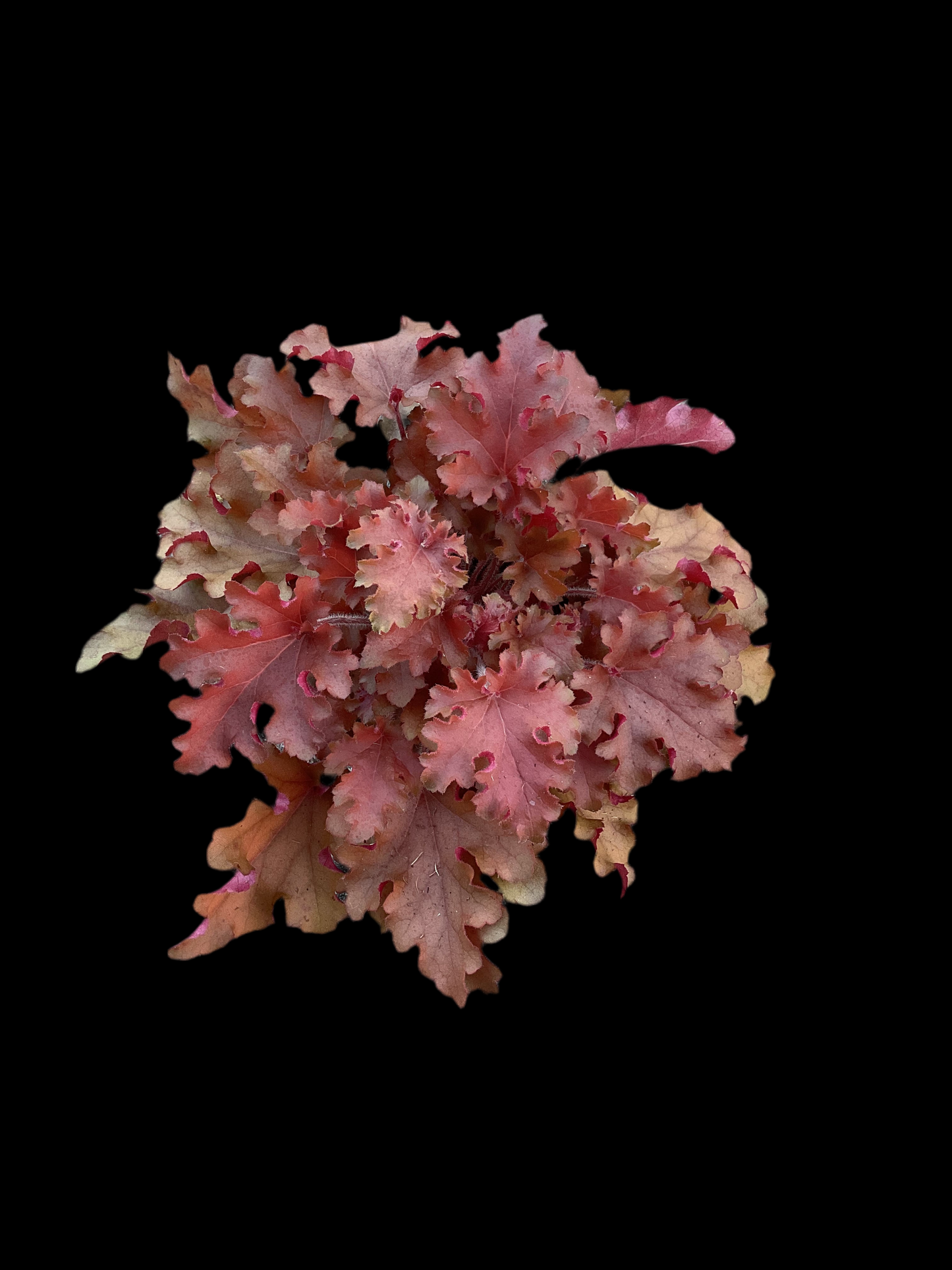 Heuchera ‘Orangeberry’ P15