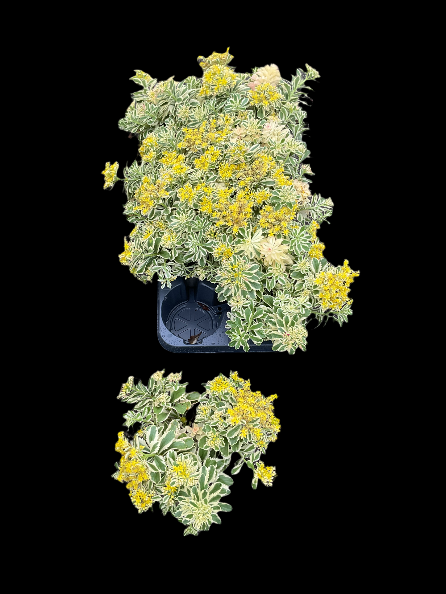 Sedum hybrid ‘Atlantis’ P13