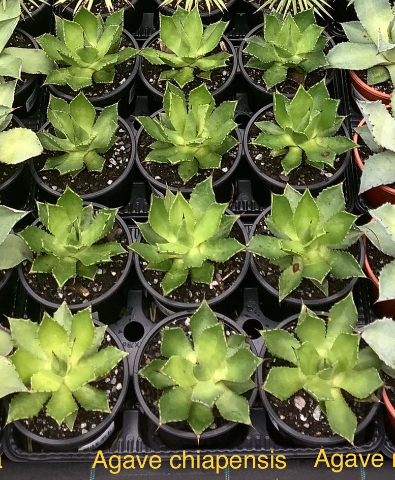 Agave chiapensis P14