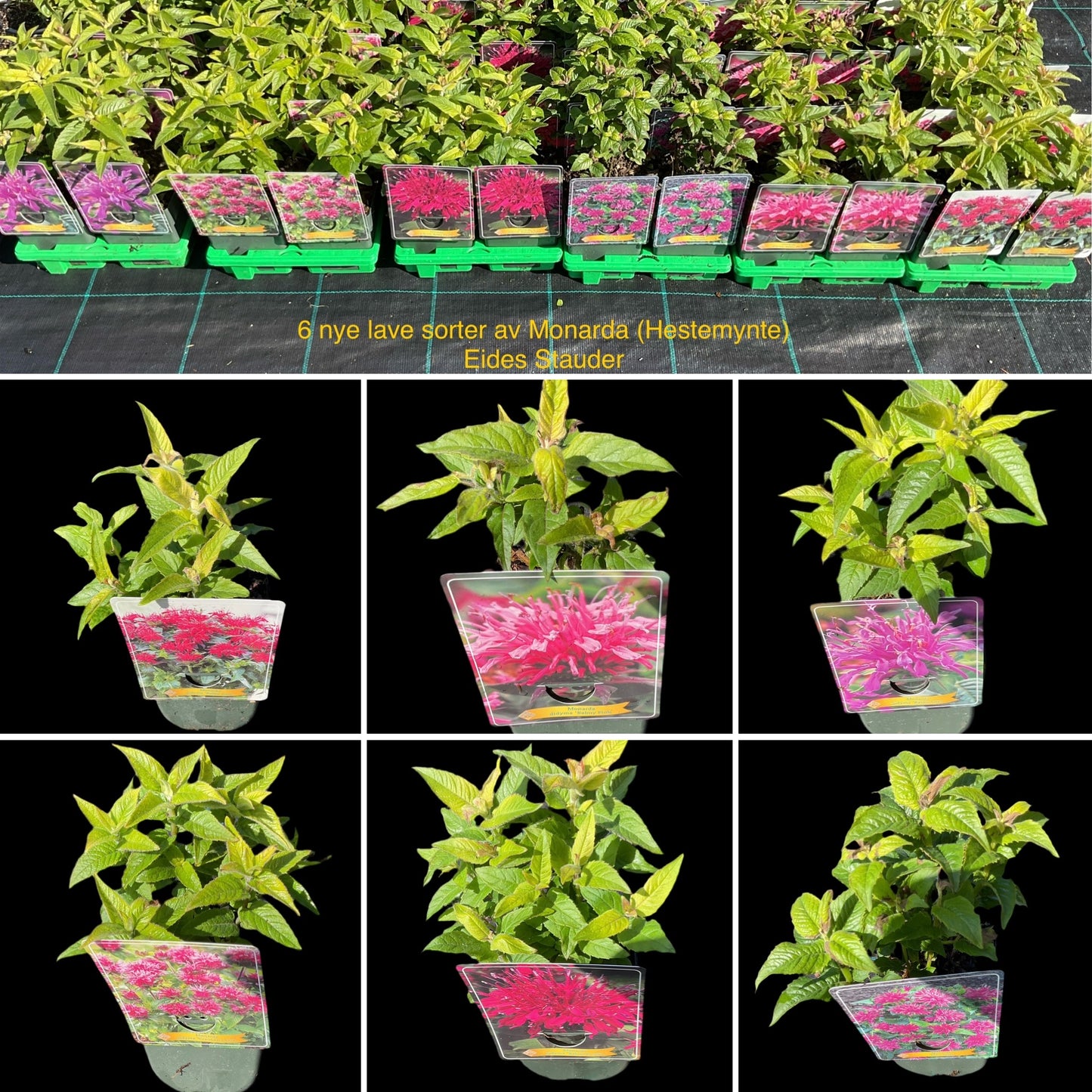 Monarda Kolleksjon av 6 stk planter