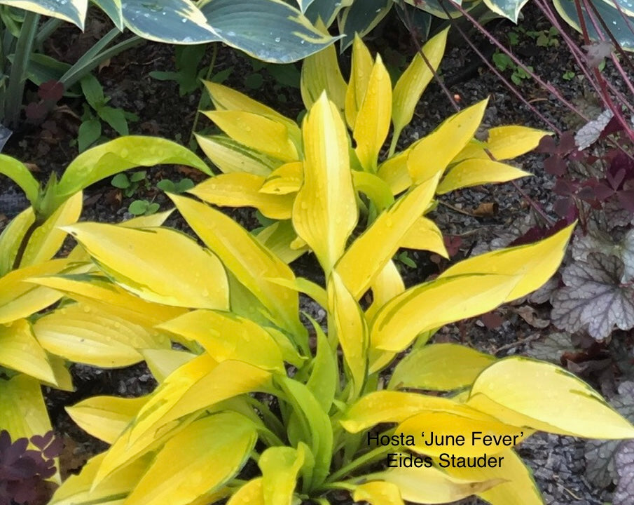 Hosta ‘June Fever’
