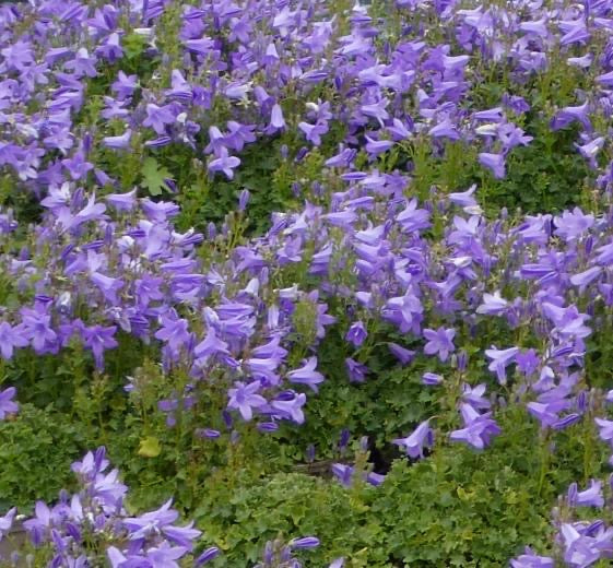 Campanula portenschlagiana