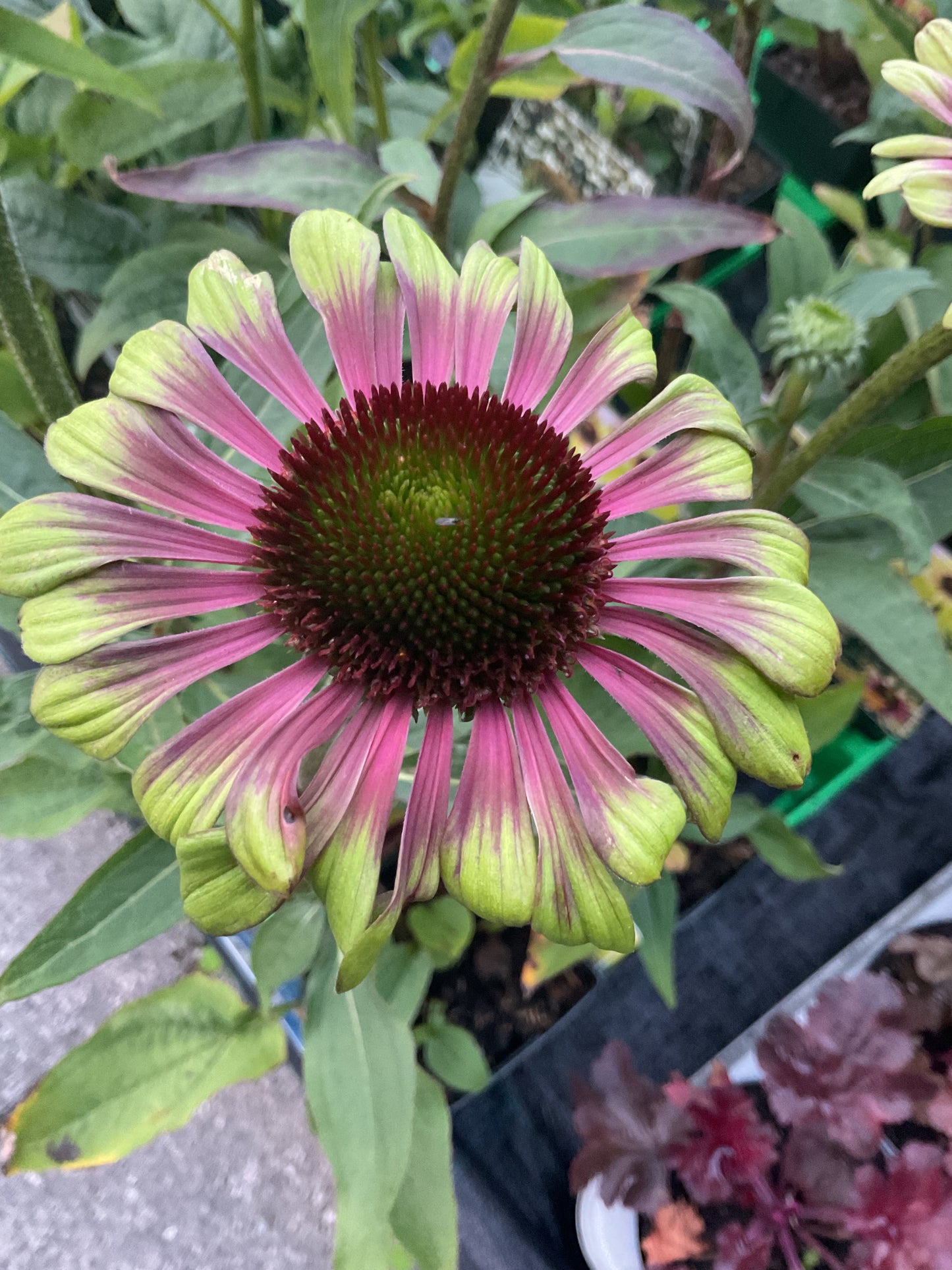 Echinacea ‘Green Twister’