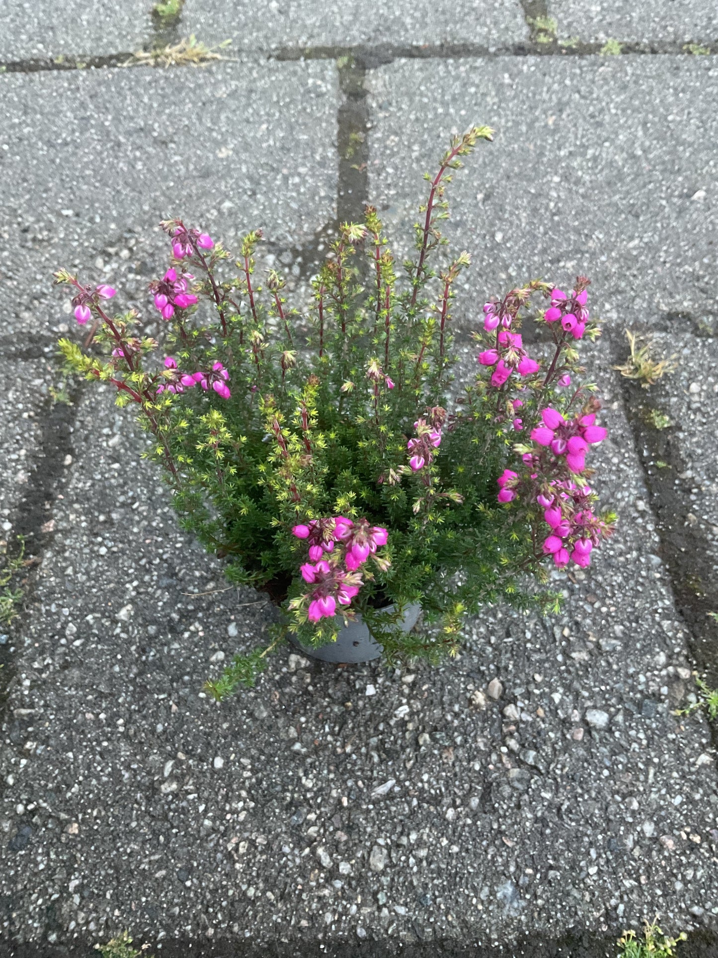 Erica cinerea Rosa P9