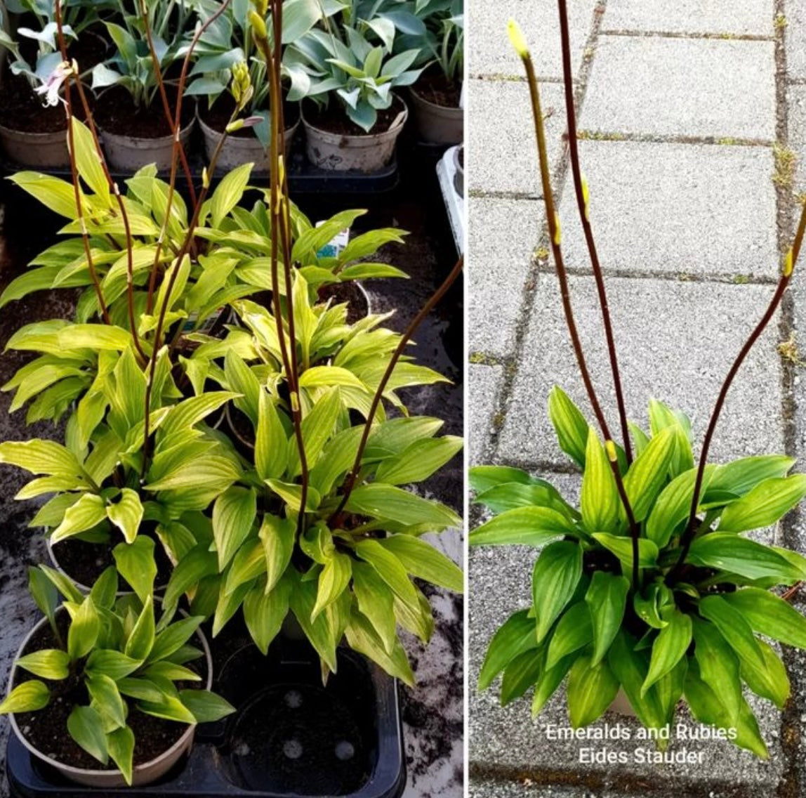 Hosta ‘Emeralds and Rubies’