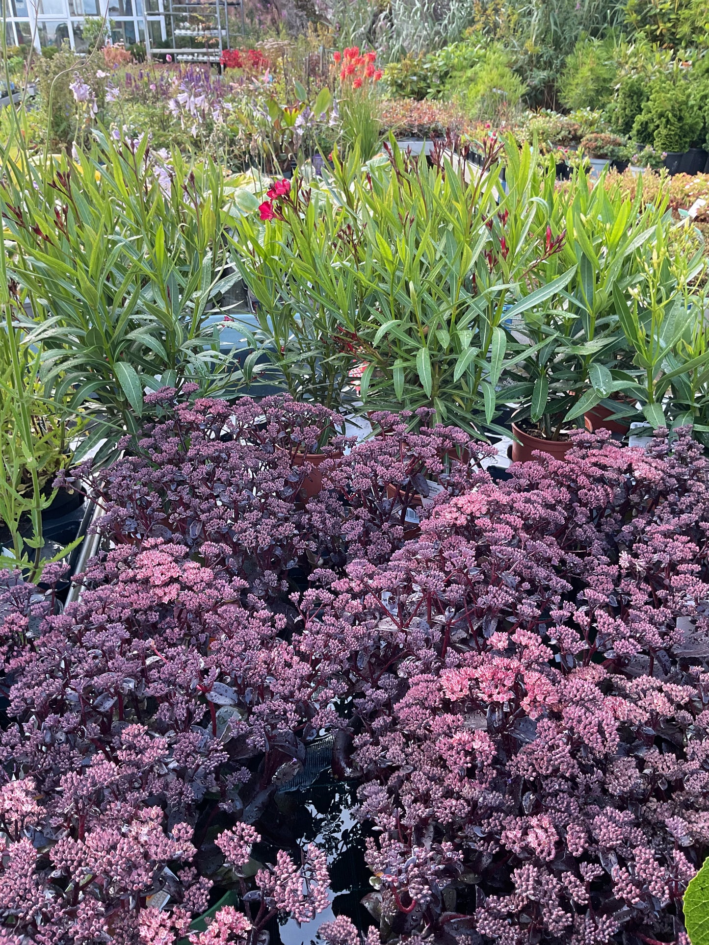 Sedum telephium ‘Black Knight’ P19