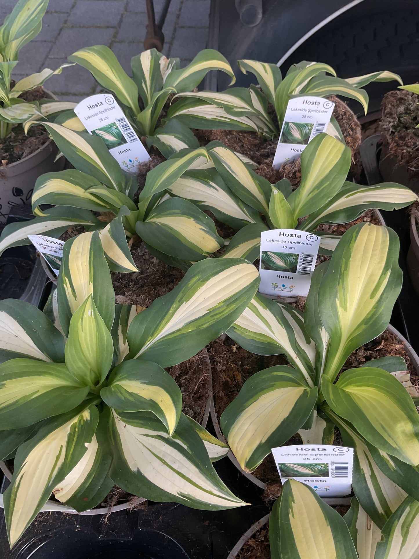 Hosta ‘Lakeside Spellbinder’ P15