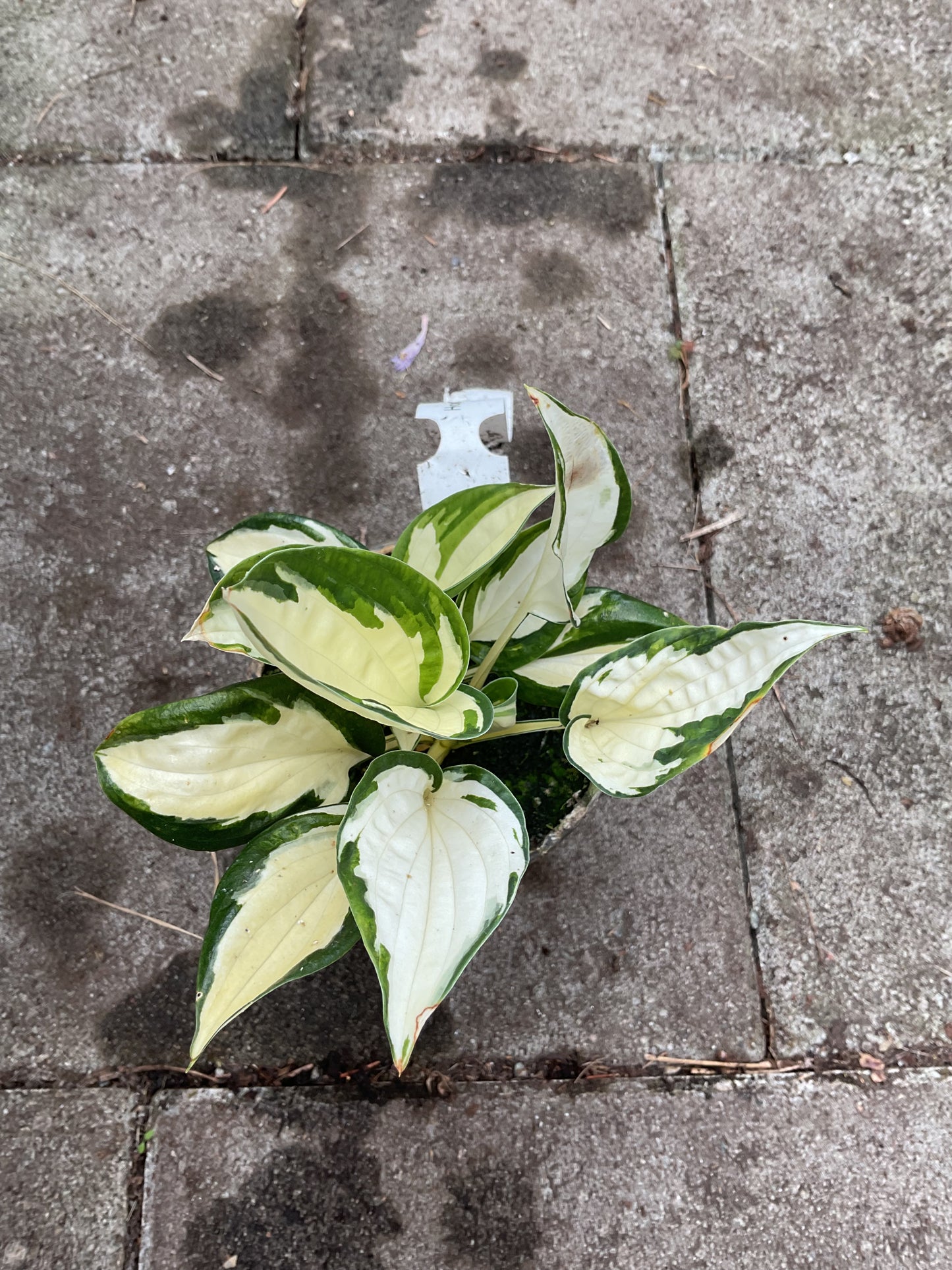 Hosta ‘Fire & Ice’ P9x9 /P 10