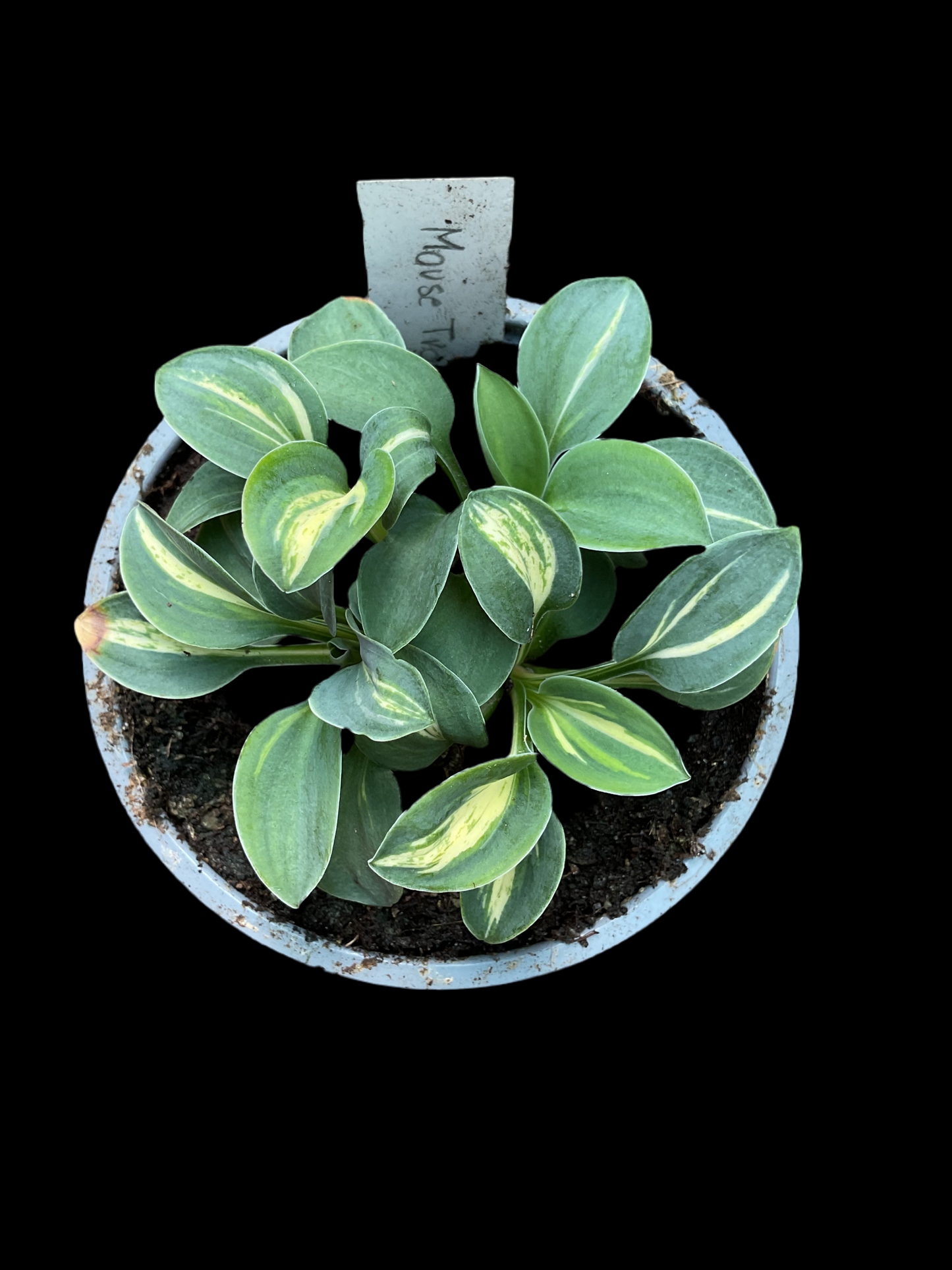 Hosta ‘Mouse Trap’