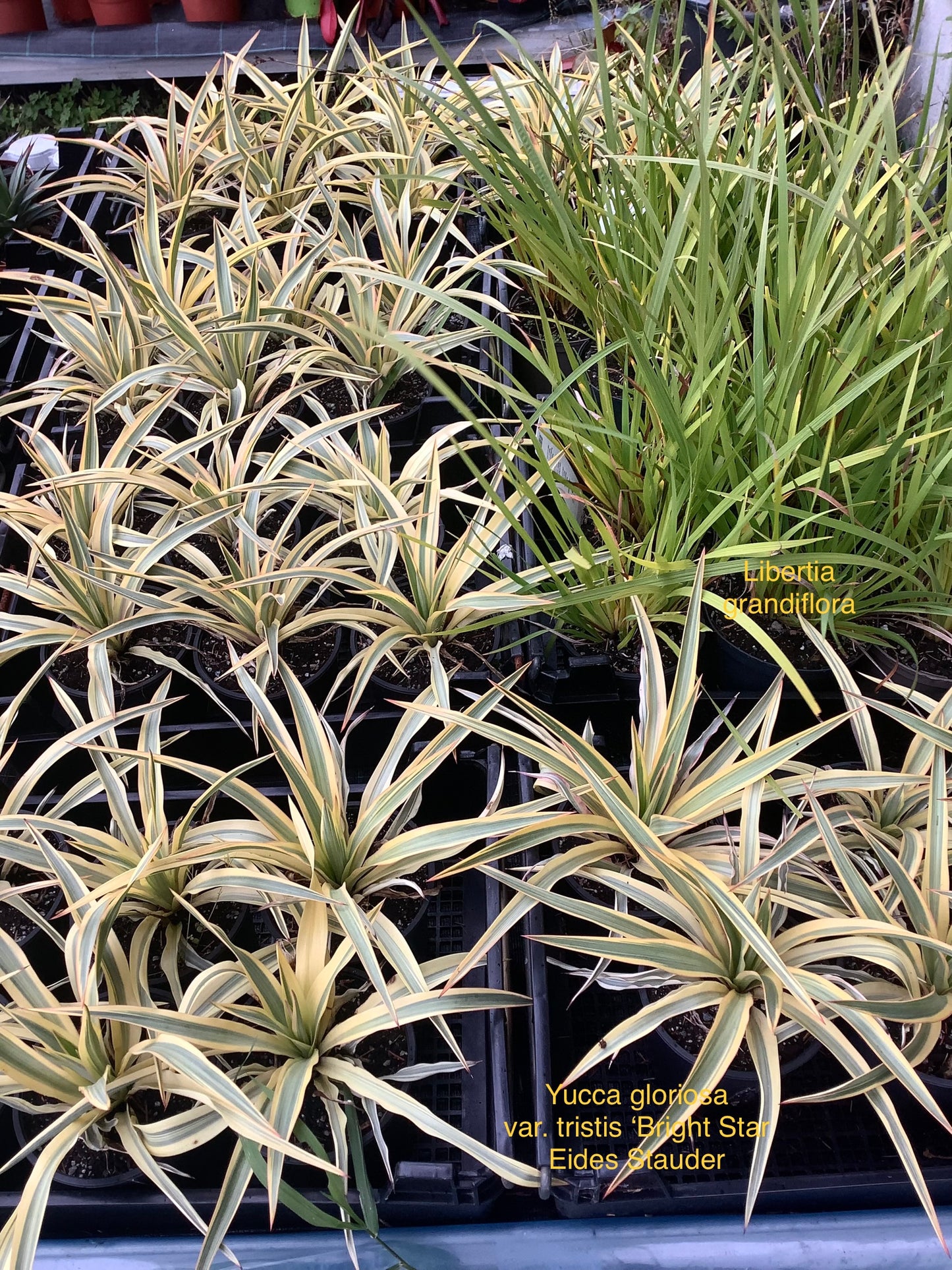 Yucca gloriosa ‘Bright Star’ P17
