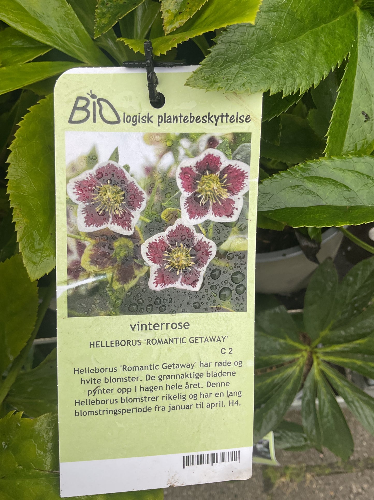Helleborus orientalis ‘Romantic Getaway’ P17