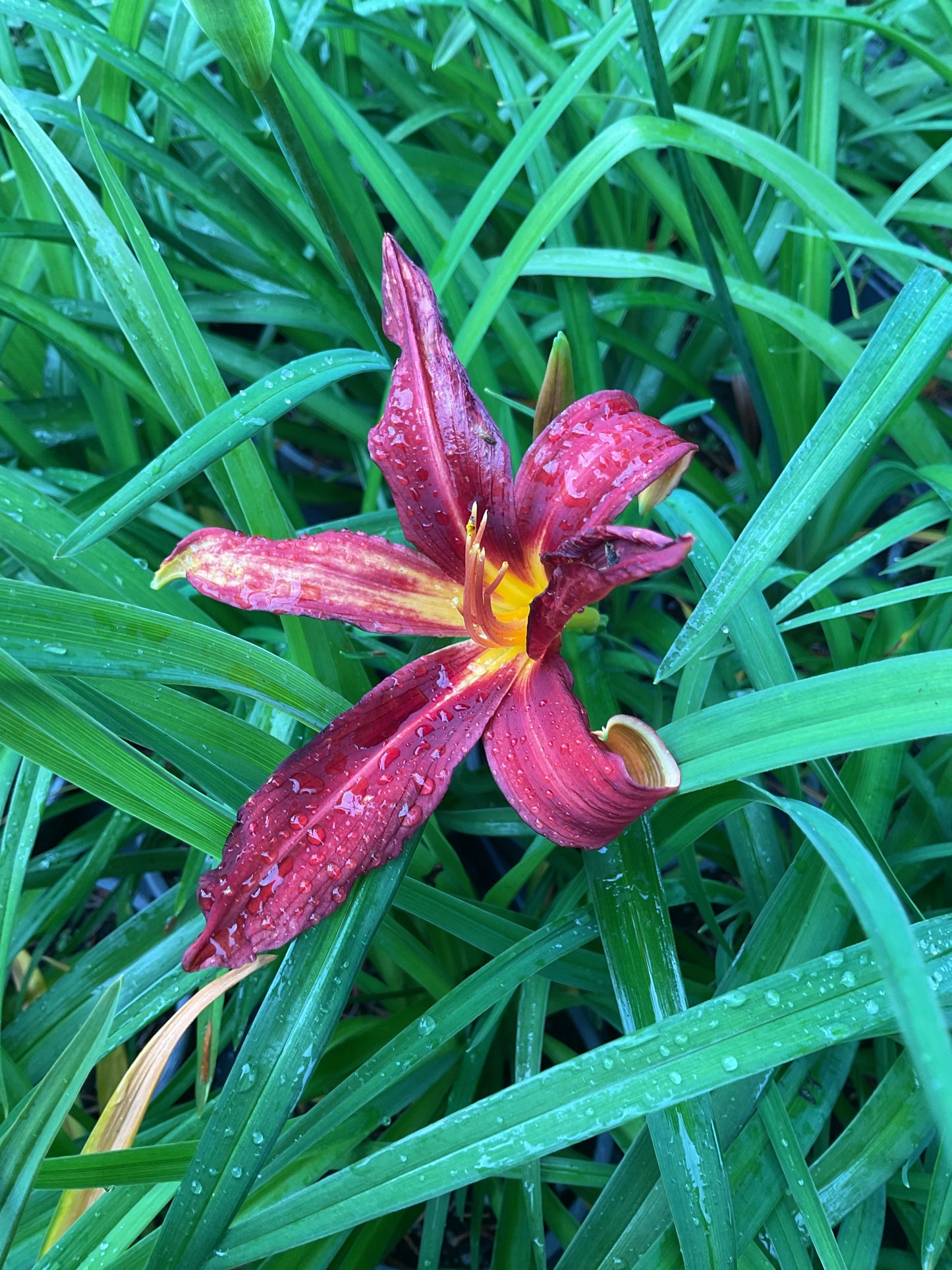 Hemerocallis ‘Red Rum’ P12