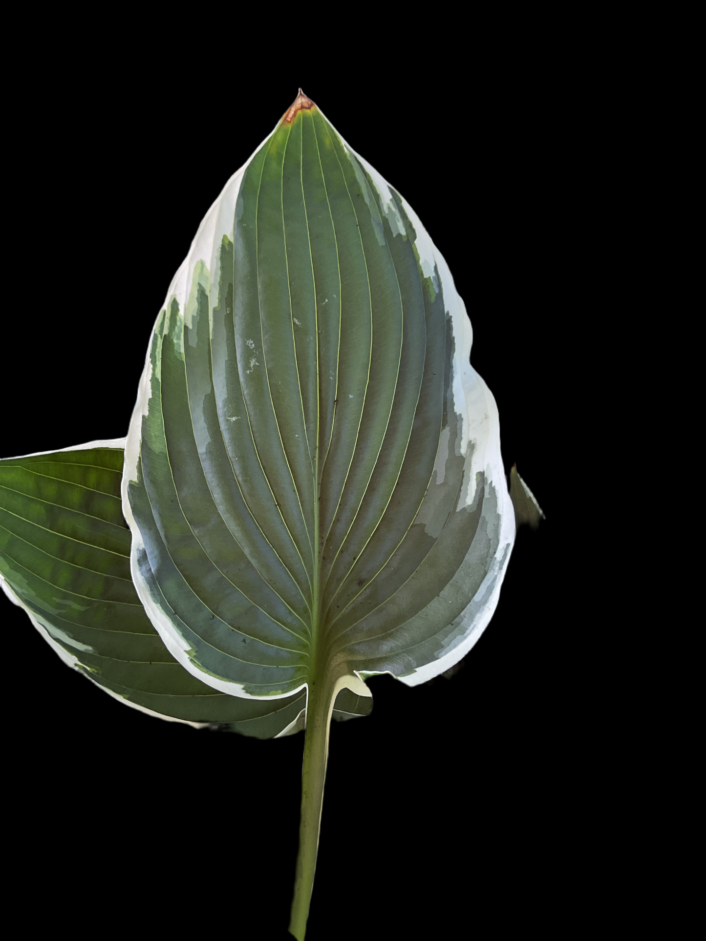 Hosta ‘Carol’ P15