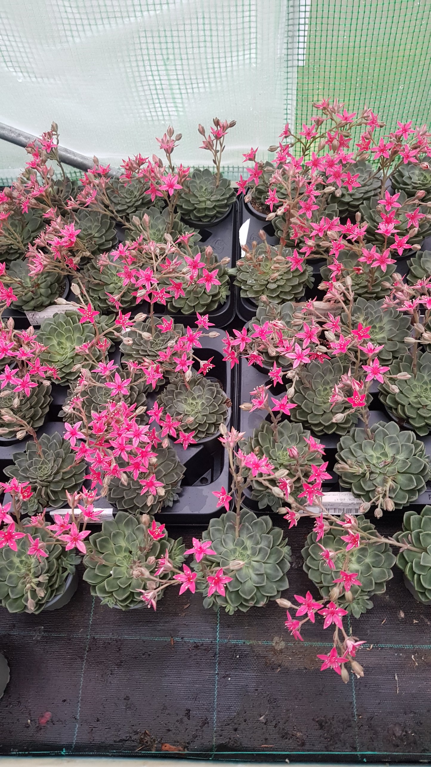 Graptopetalum bellum