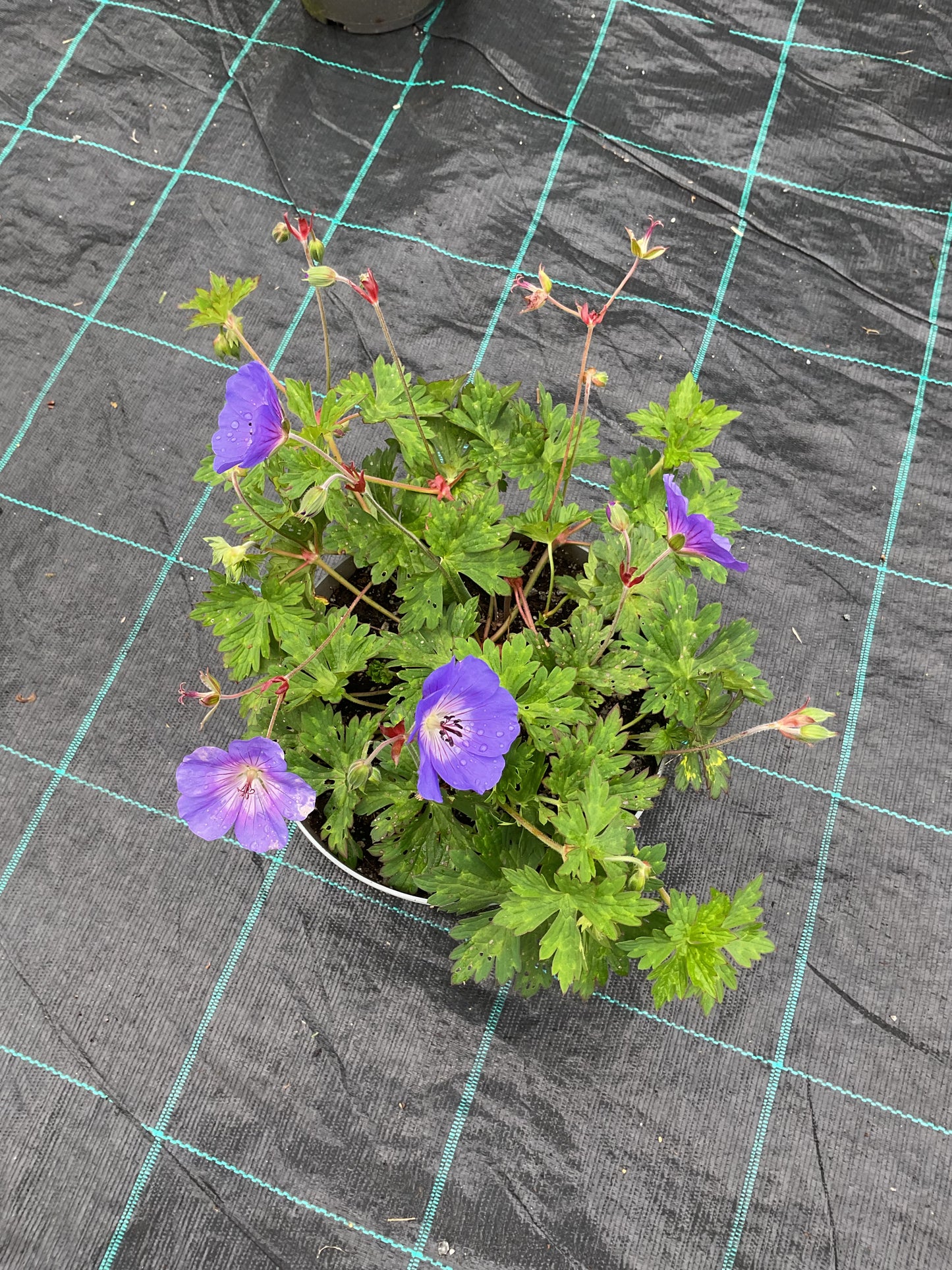 Geranium ‘Rozanne’ 2ltr potter