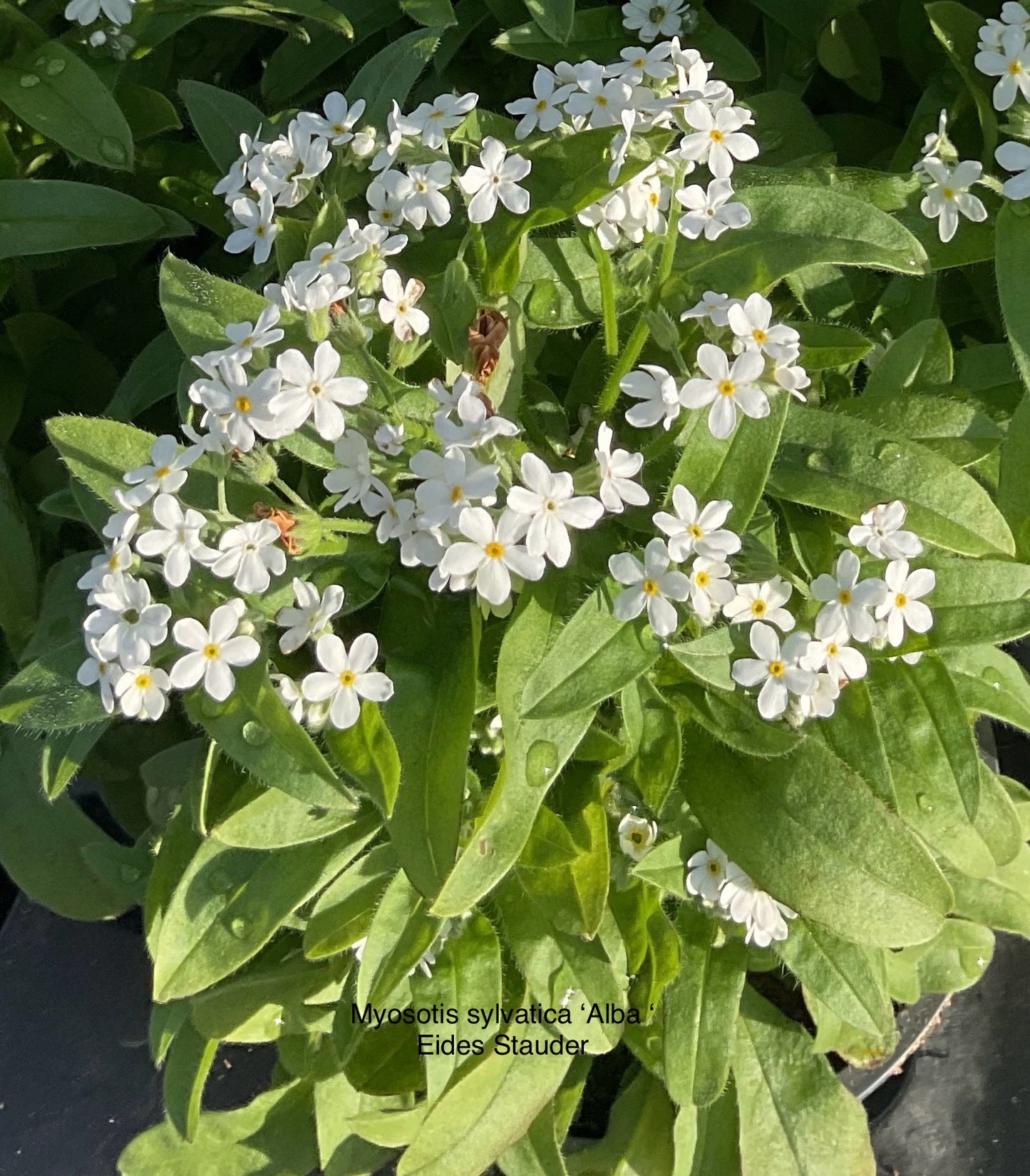 Myosotis sylvatica Hvit P11