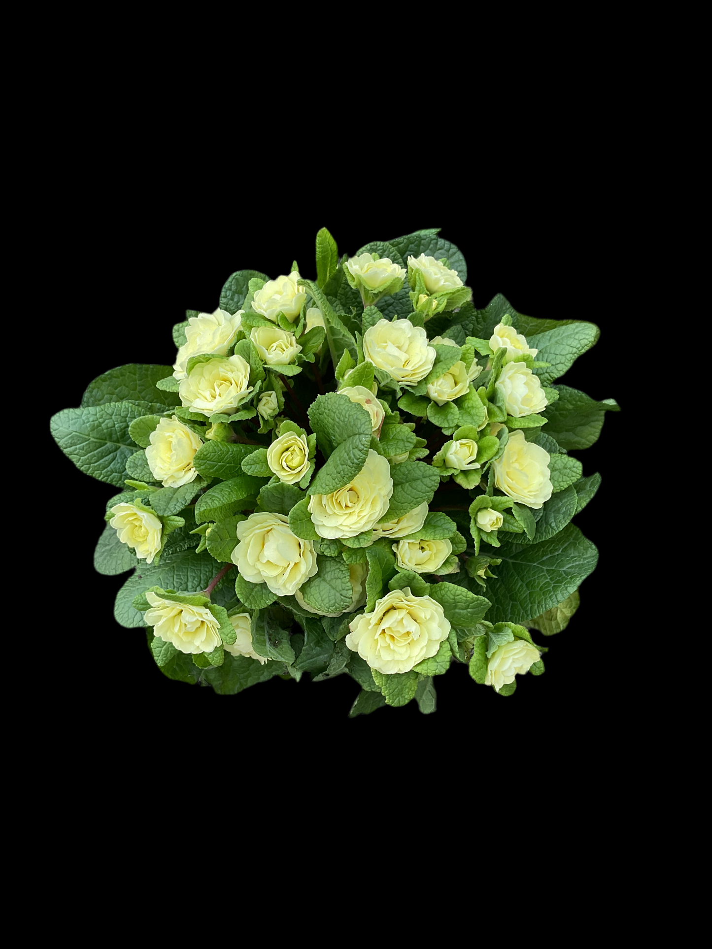 Primula Belarina ‘Lemon Chiffon’ P13