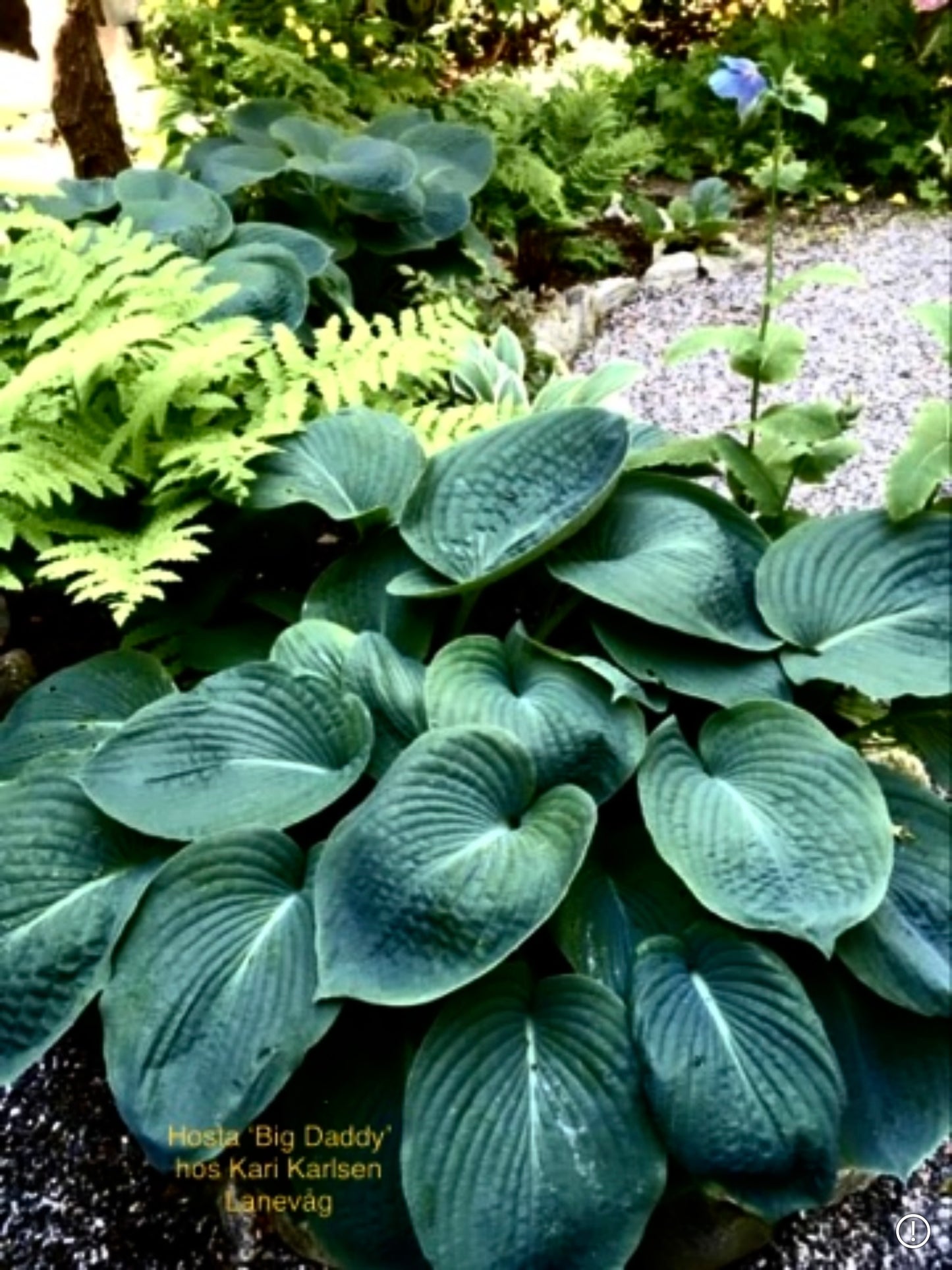 Hosta ‘Big Daddy’ P15