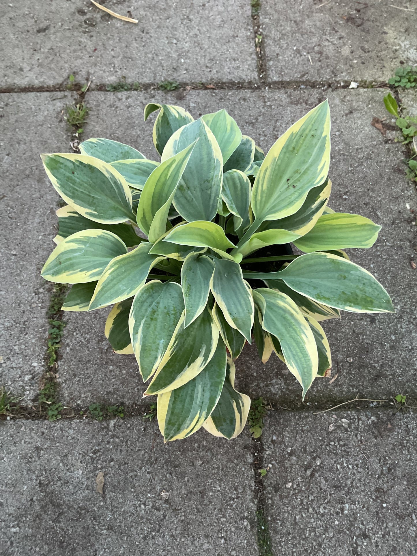 Hosta ‘Bedazzled’