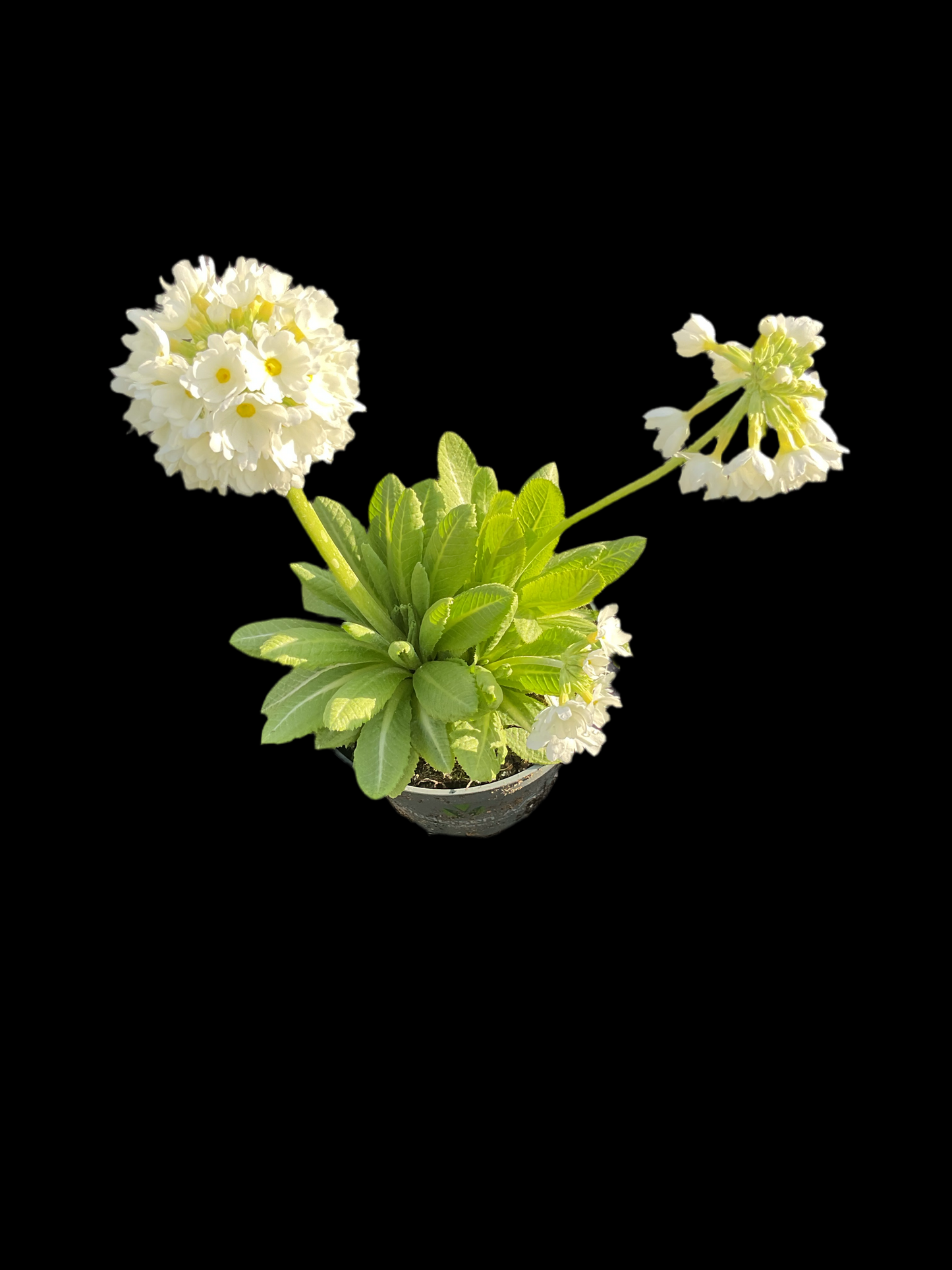 Primula denticulata ‘Alba’