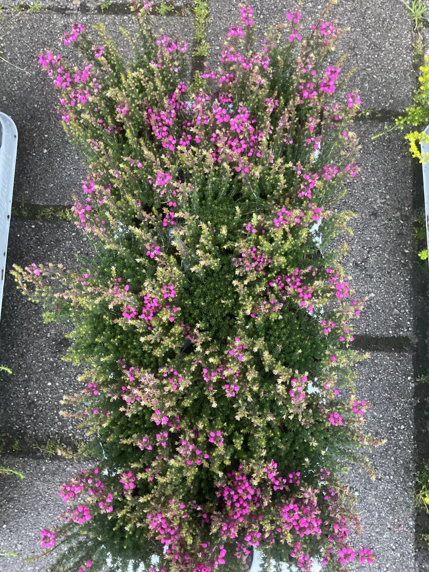 Erica cinerea Rosa P9