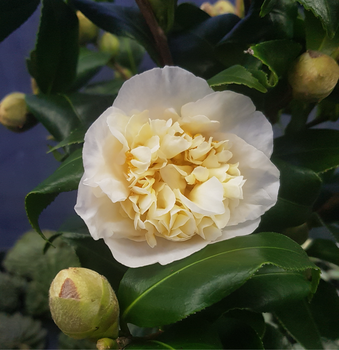 Camellia japonica ‘Brushfield’s Yellow’