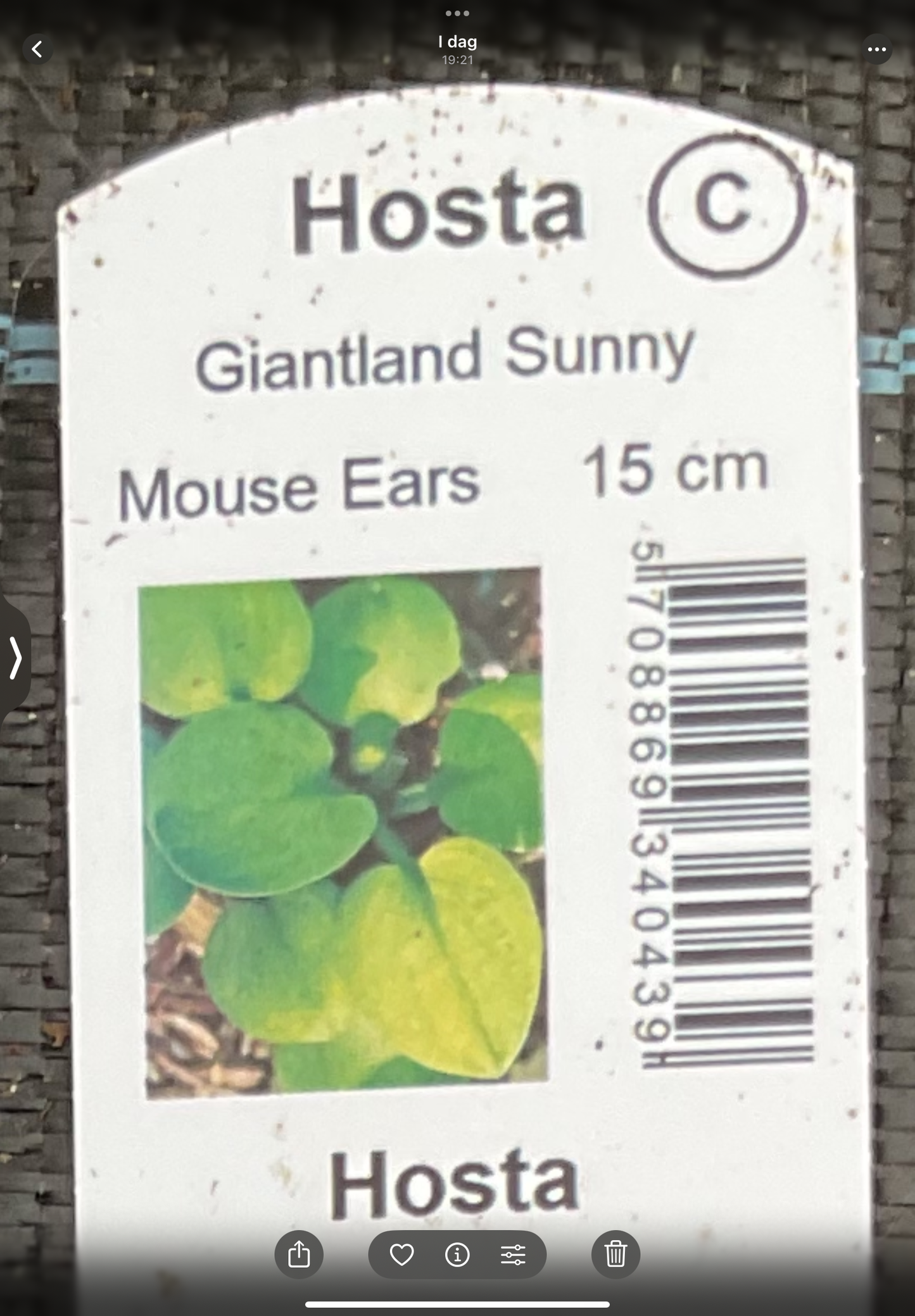 Hosta ‘Giantland Sunny Mouse Ears’ P15