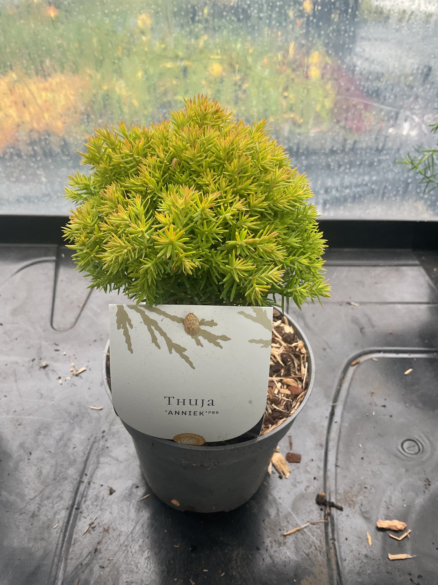 Thuja ‘Anniek’