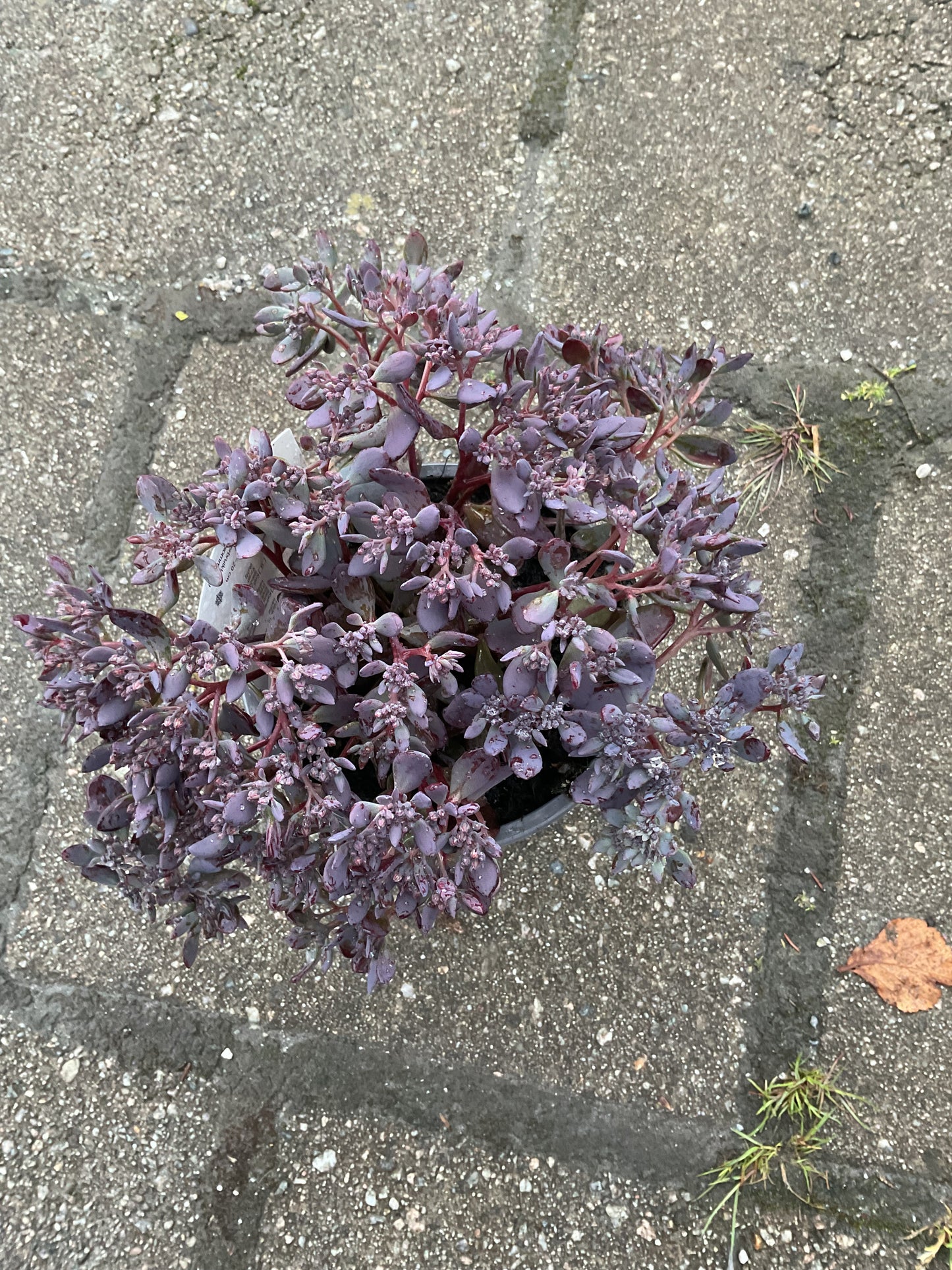 Sedum ‘Dark Canyon’ P12