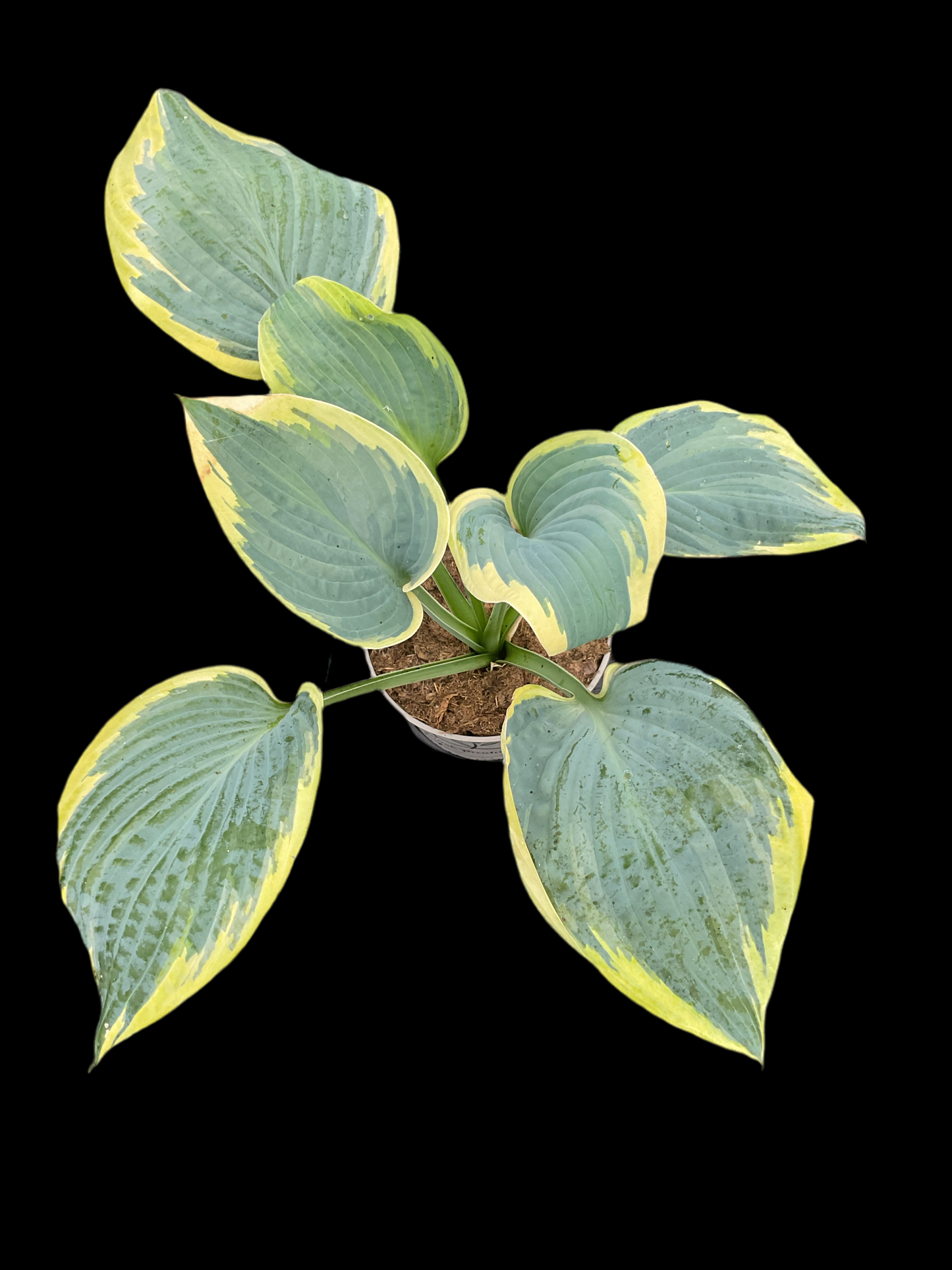 Hosta ‘Flemish Tradition’ P15