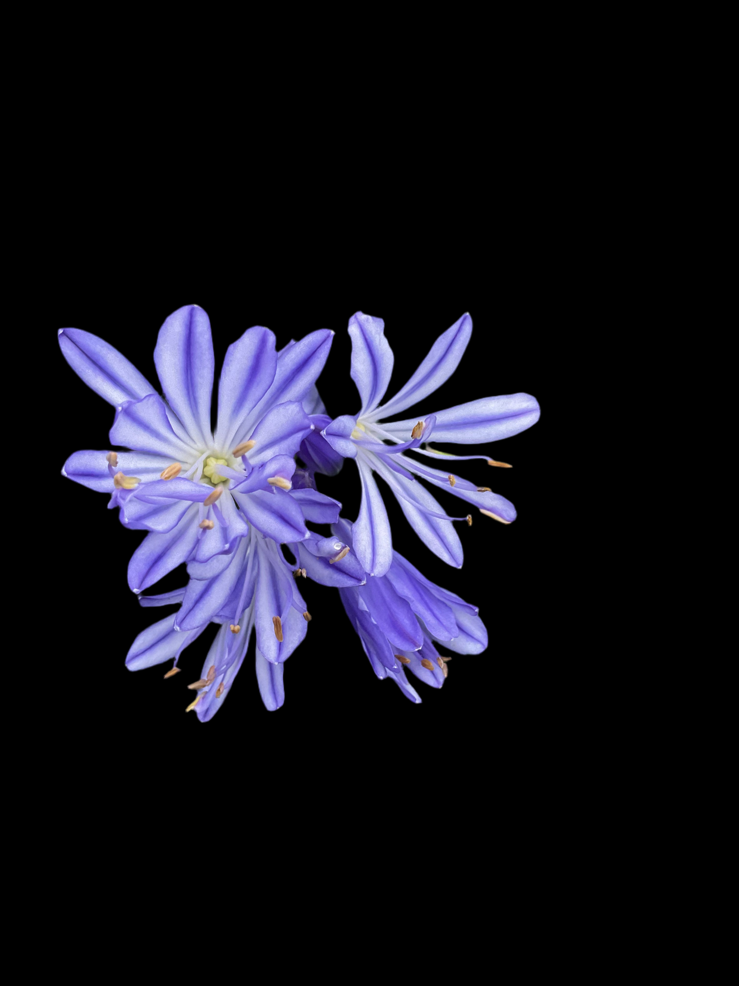 Agapanthus hybrid Blå, P19